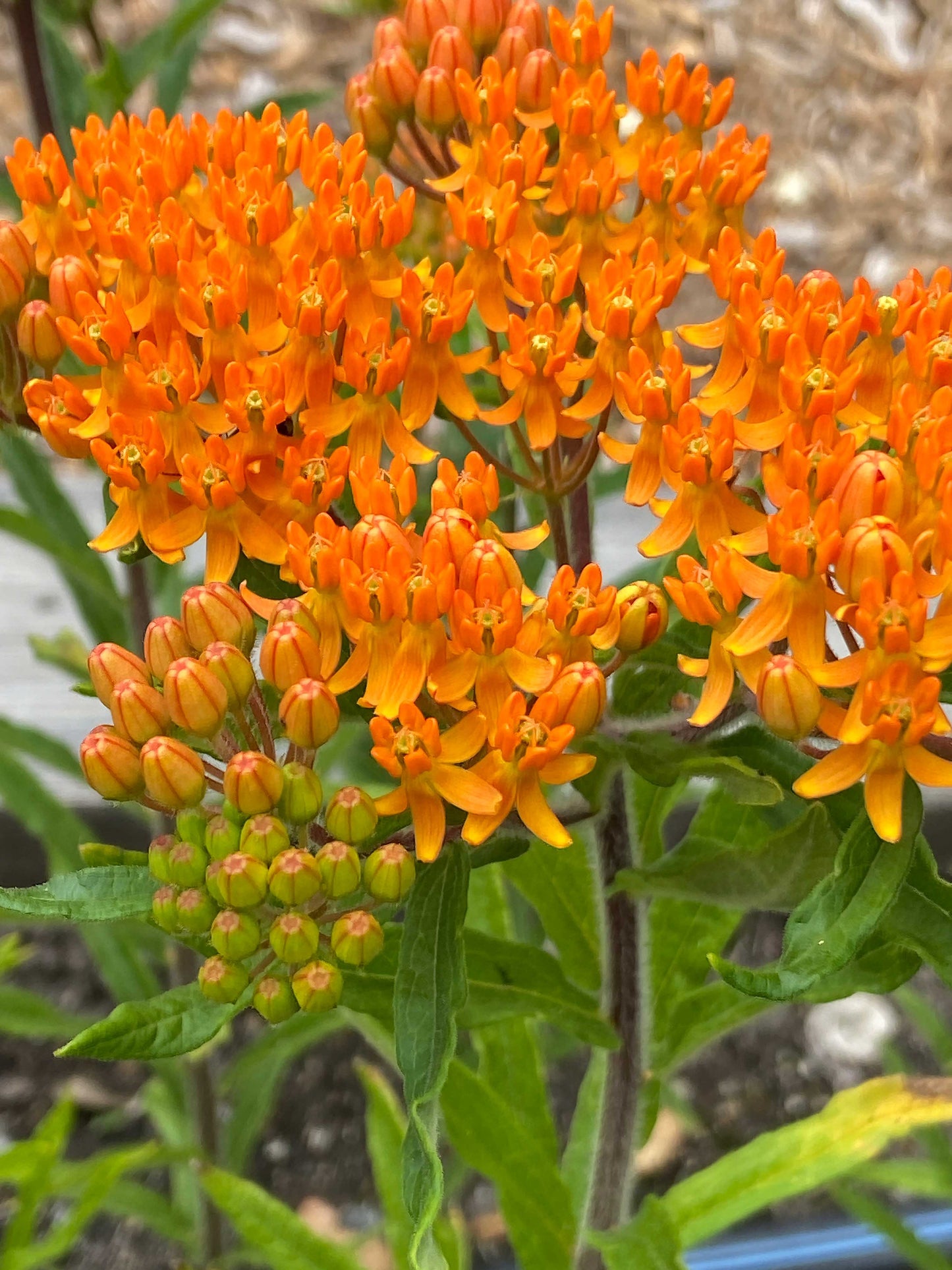 Orange Milkweed