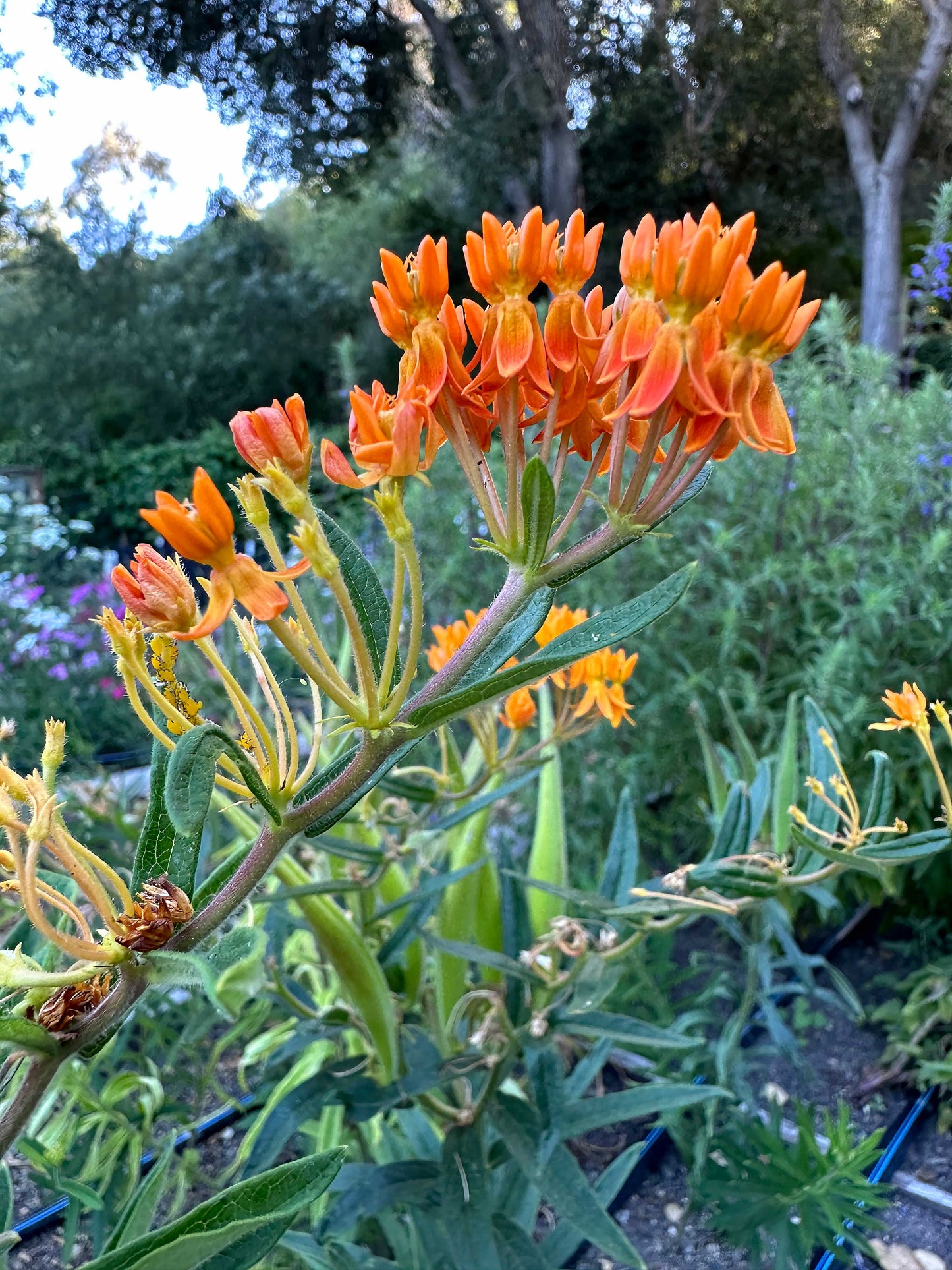 Orange Milkweed