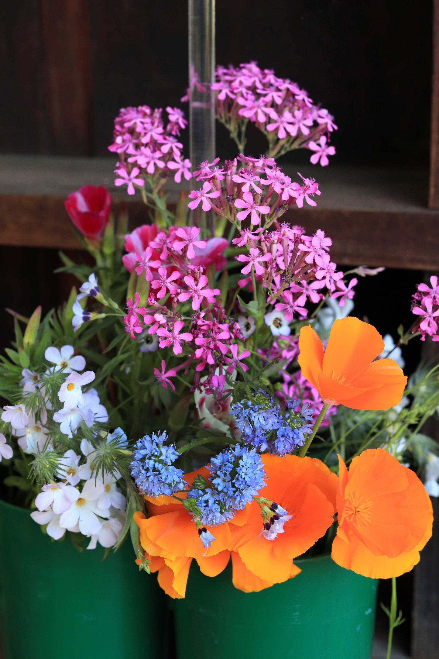 Easy Annual Wildflowers Nature’s Color Palette