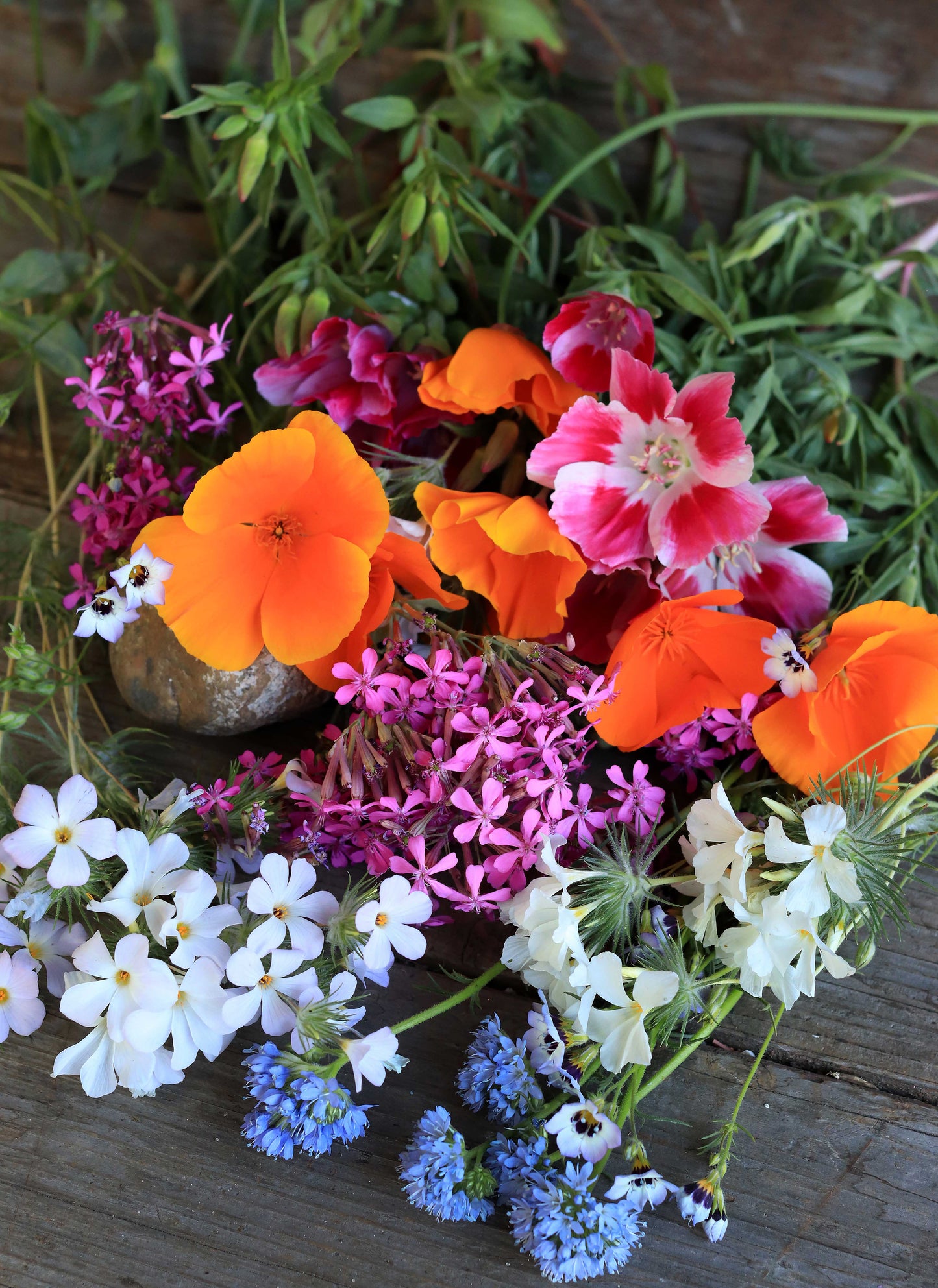Easy Annual Wildflowers Nature’s Color Palette