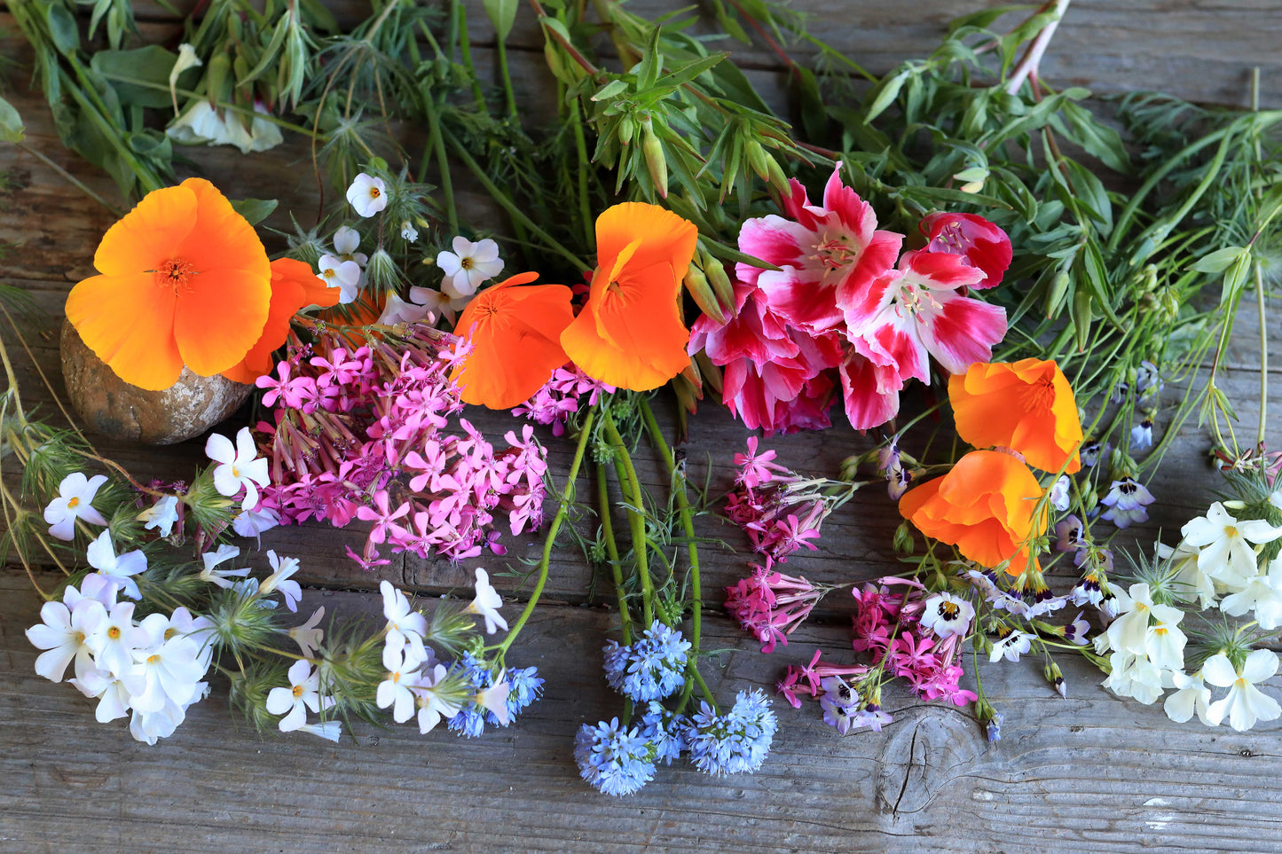 Easy Annual Wildflowers Nature’s Color Palette