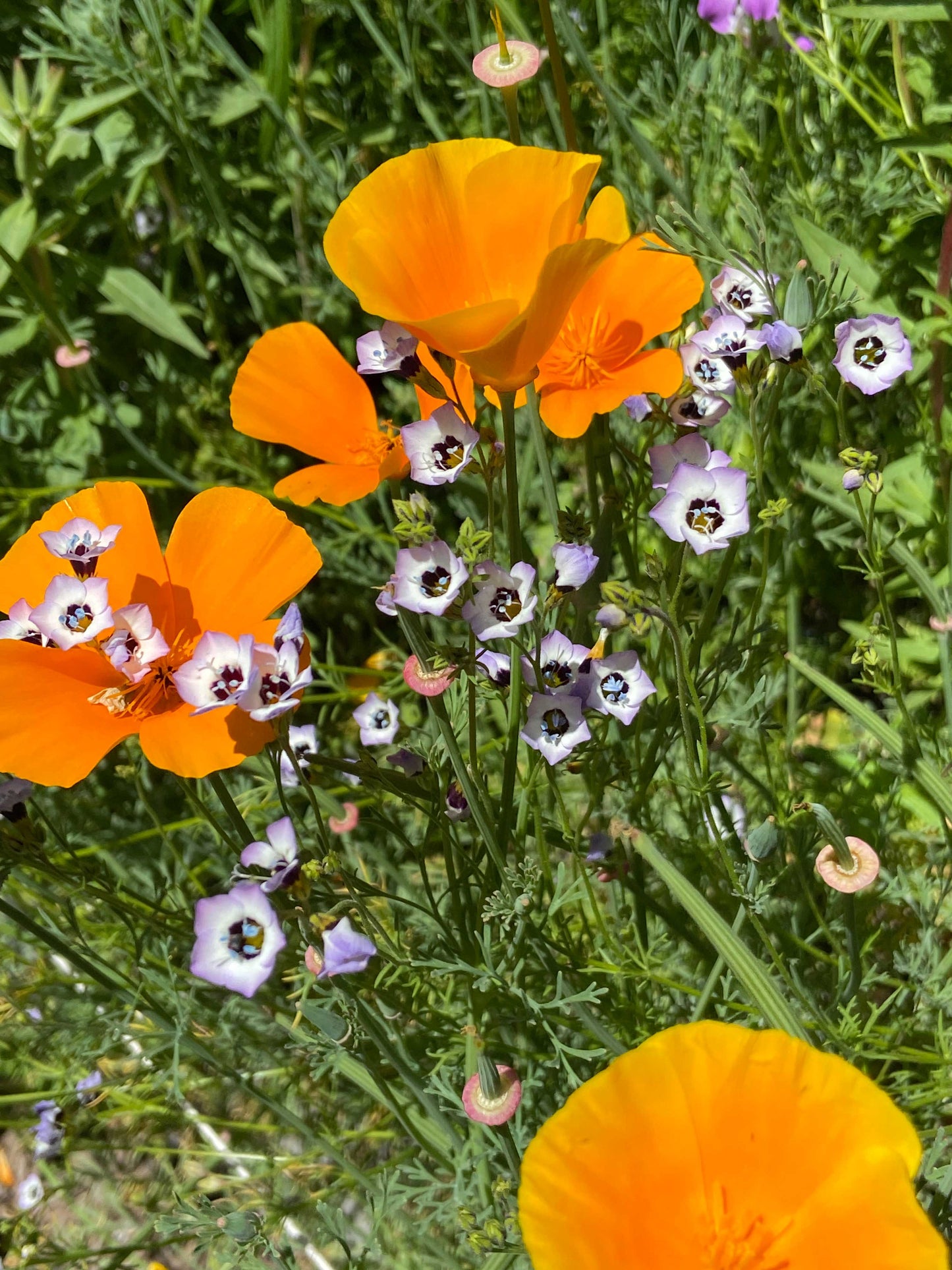 Easy Annual Wildflowers Nature’s Color Palette