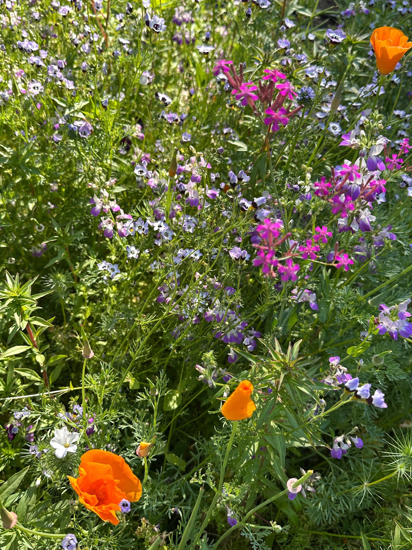 Easy Annual Wildflowers Nature’s Color Palette