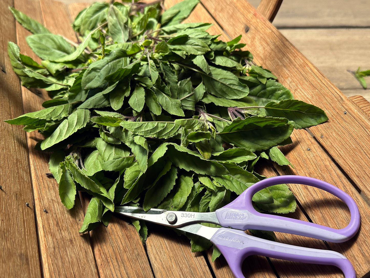 Tulsi Holy Basil