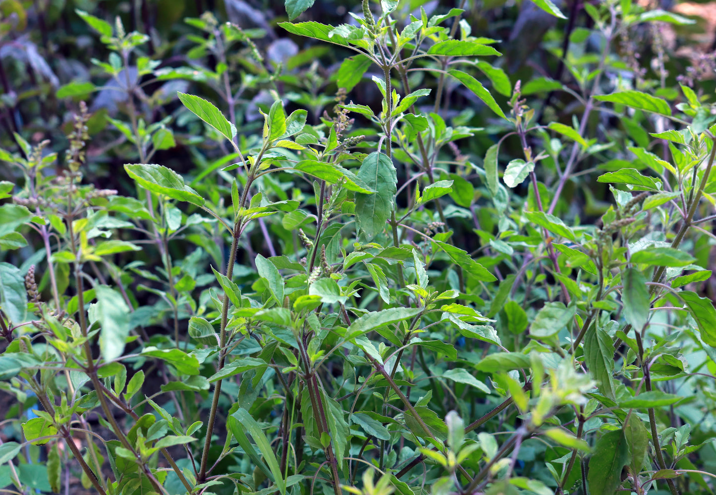 Tulsi Holy Basil