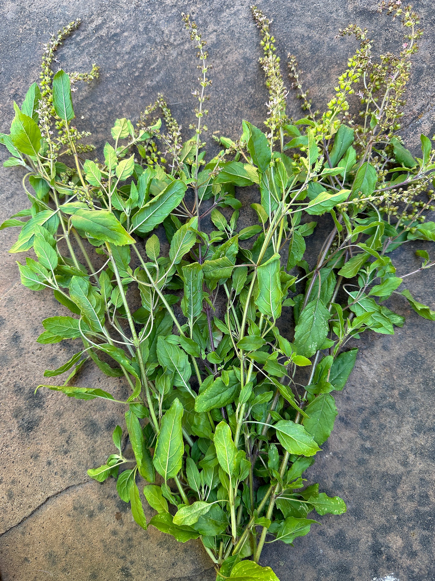 Tulsi Holy Basil