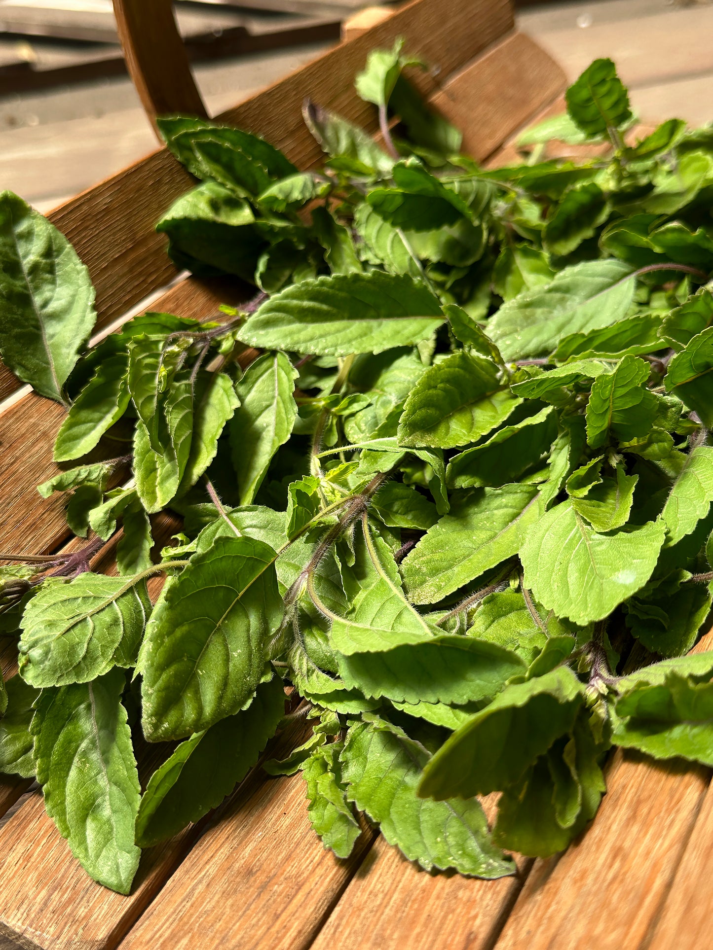 Tulsi Holy Basil
