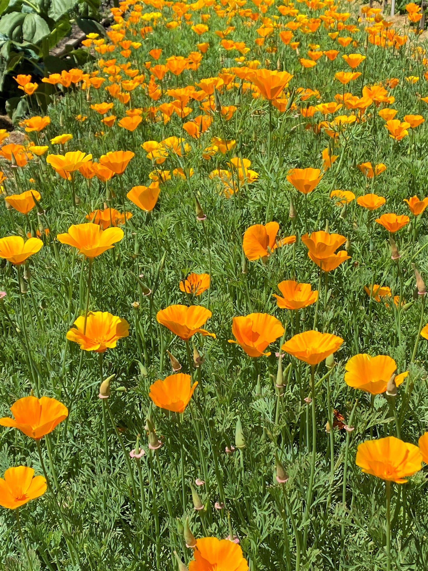 Native Orange