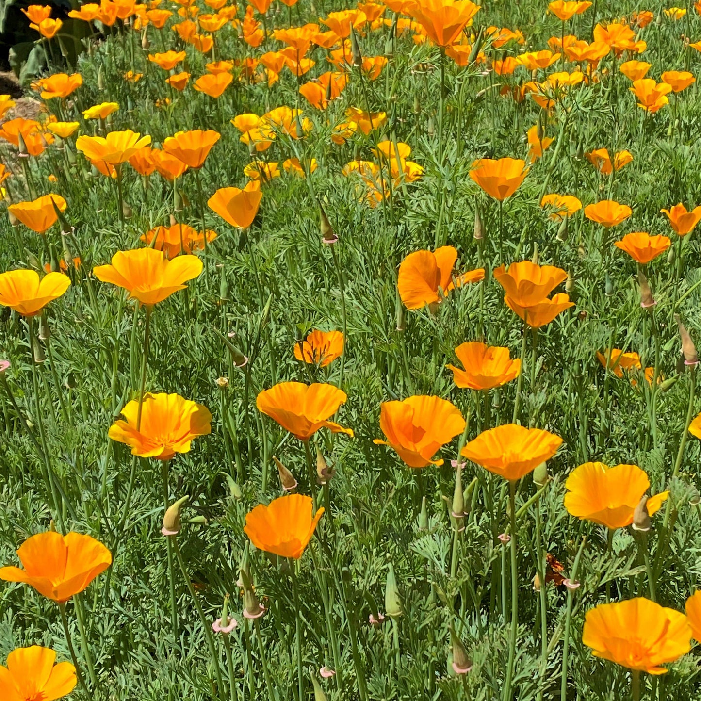 Native Orange
