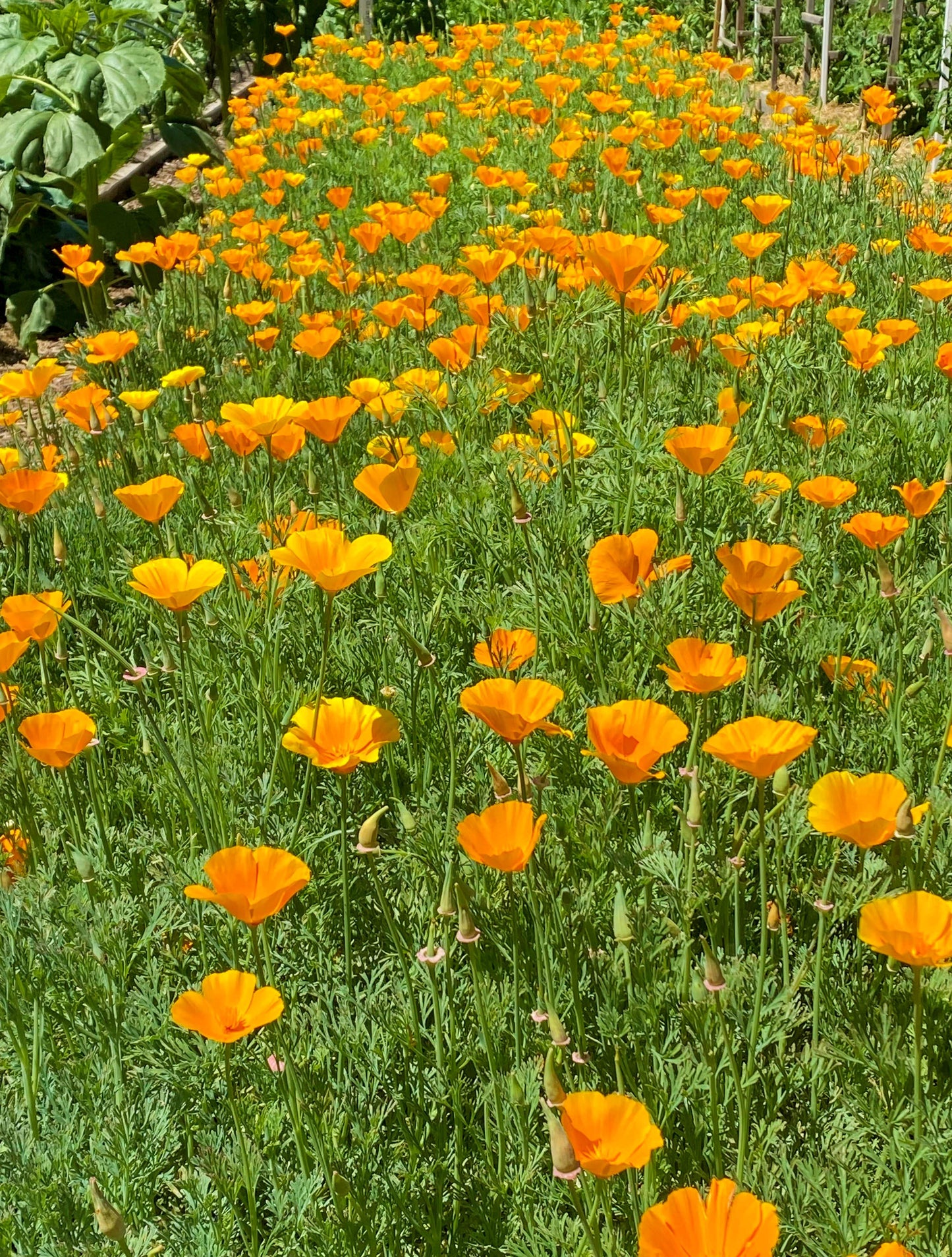 California Native Orange Poppies