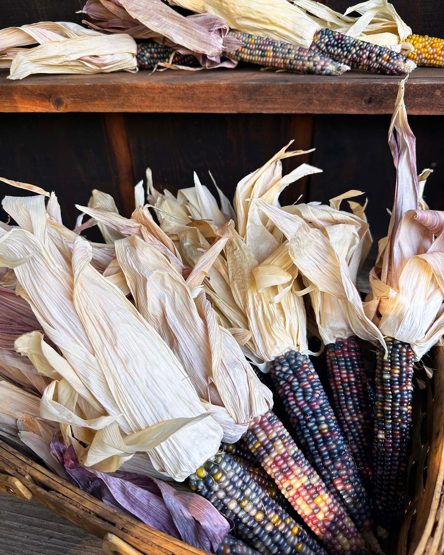 Heirloom Ornamental Corn - Glass Gem