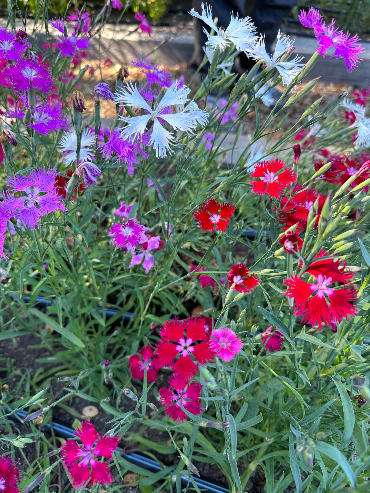 Fragrant Dianthus - Lace Perfume