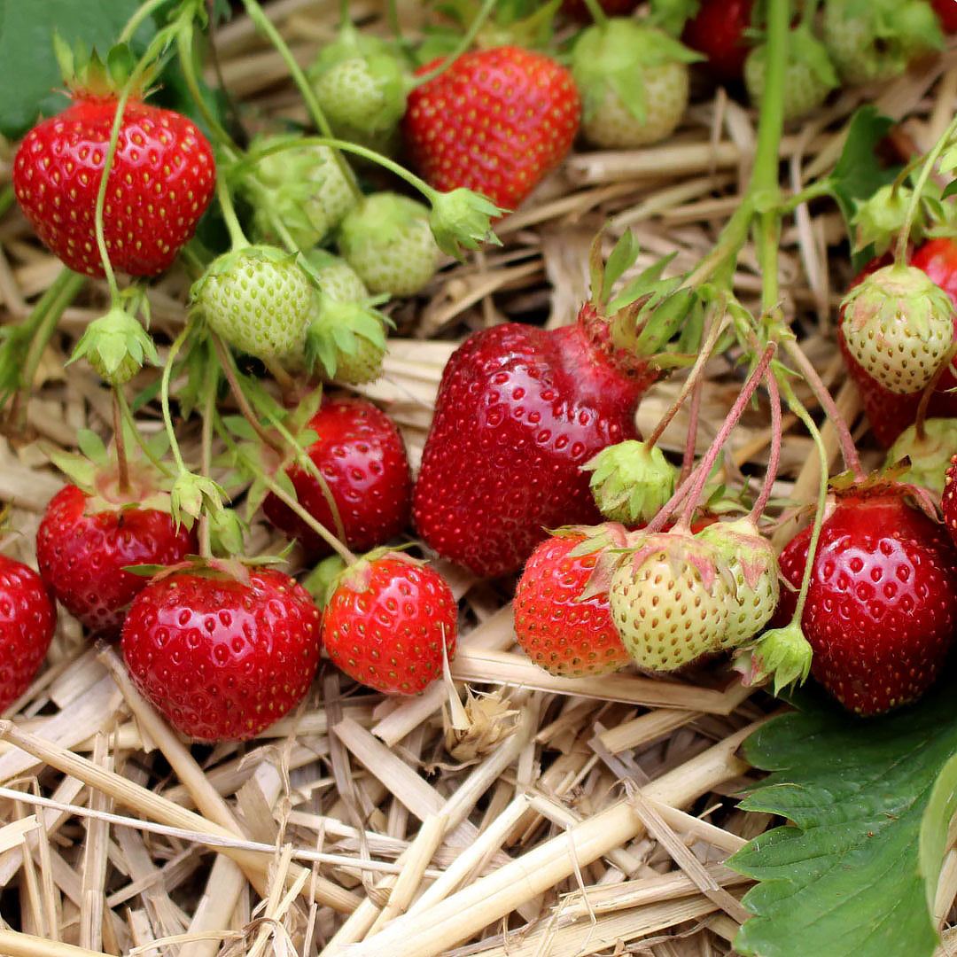 cardinal strawberry seeds Strawberry Plants