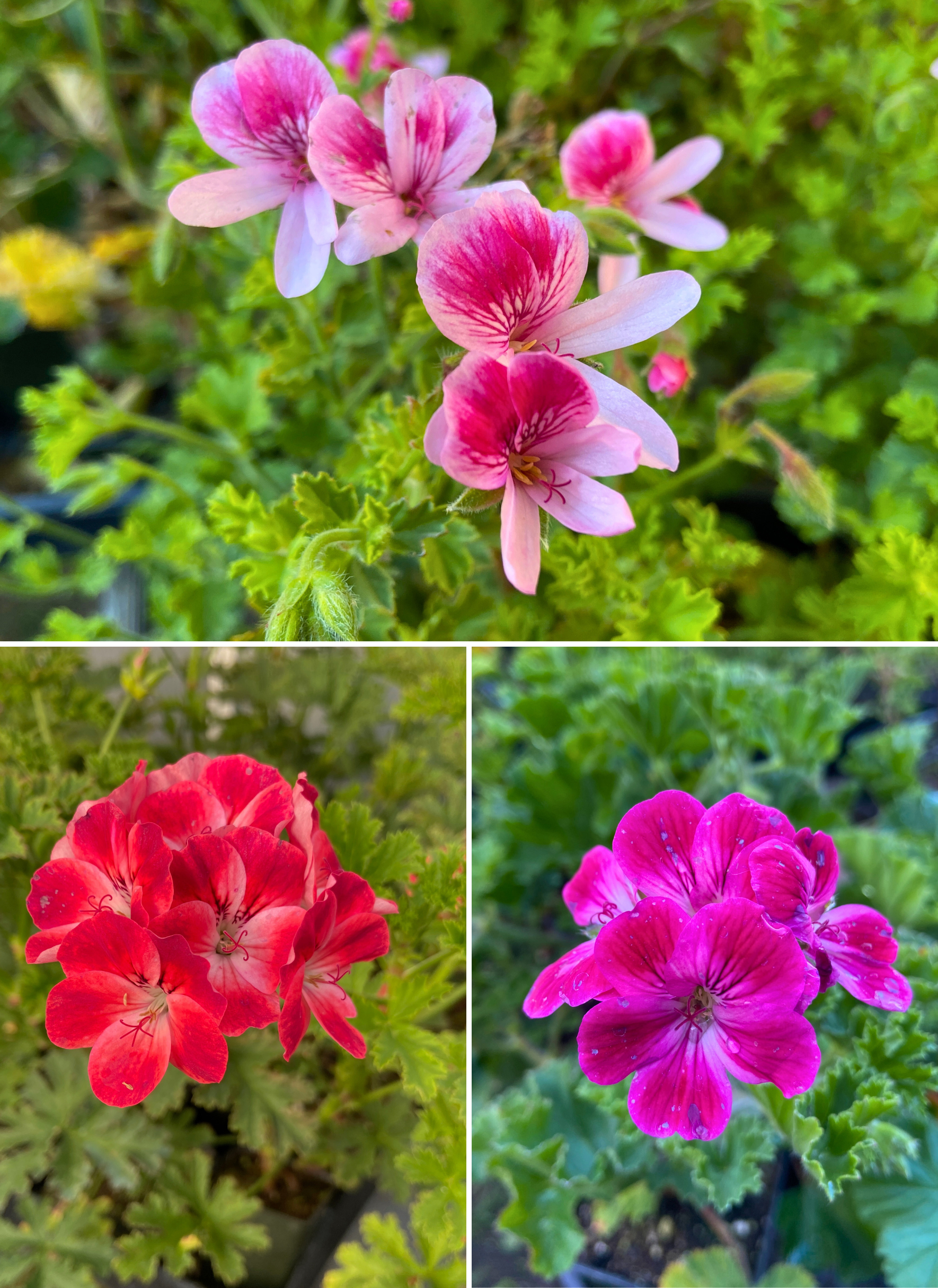 Scented Geraniums