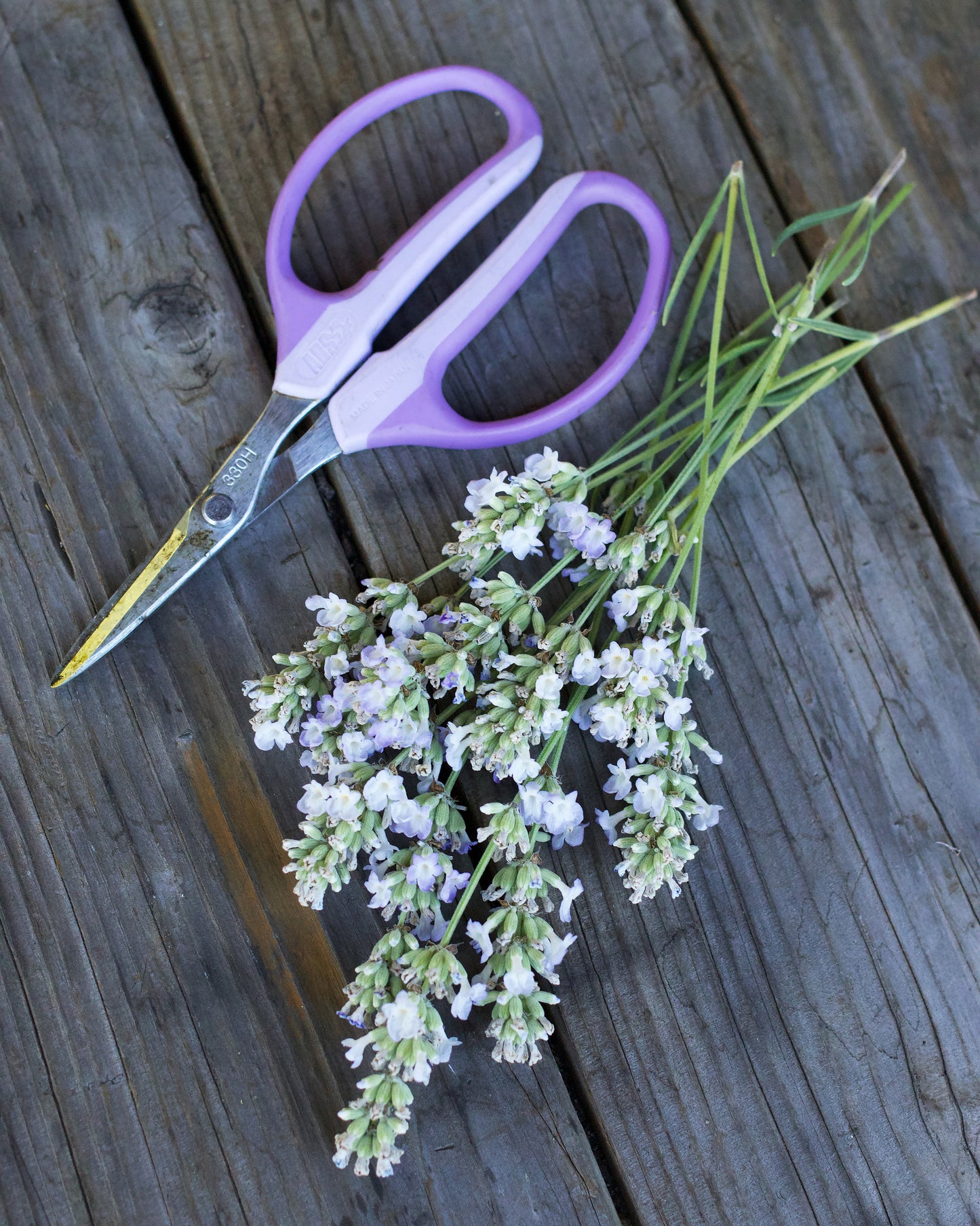 ARS Garden Scissors