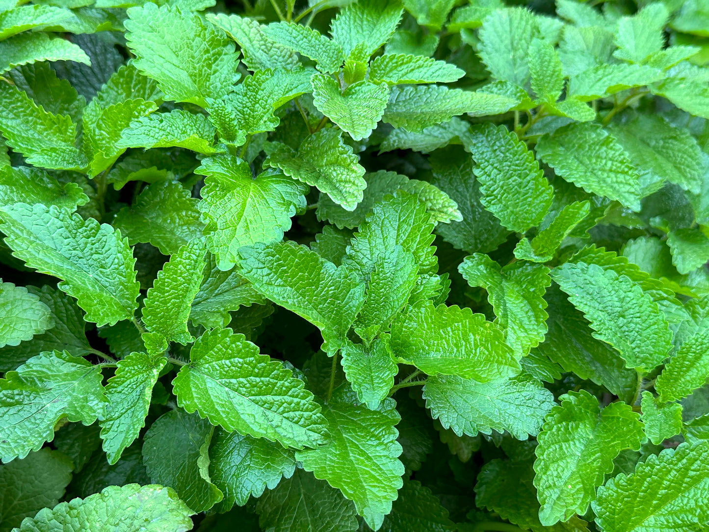 Medicinal Herbs - Lemon Balm Organic