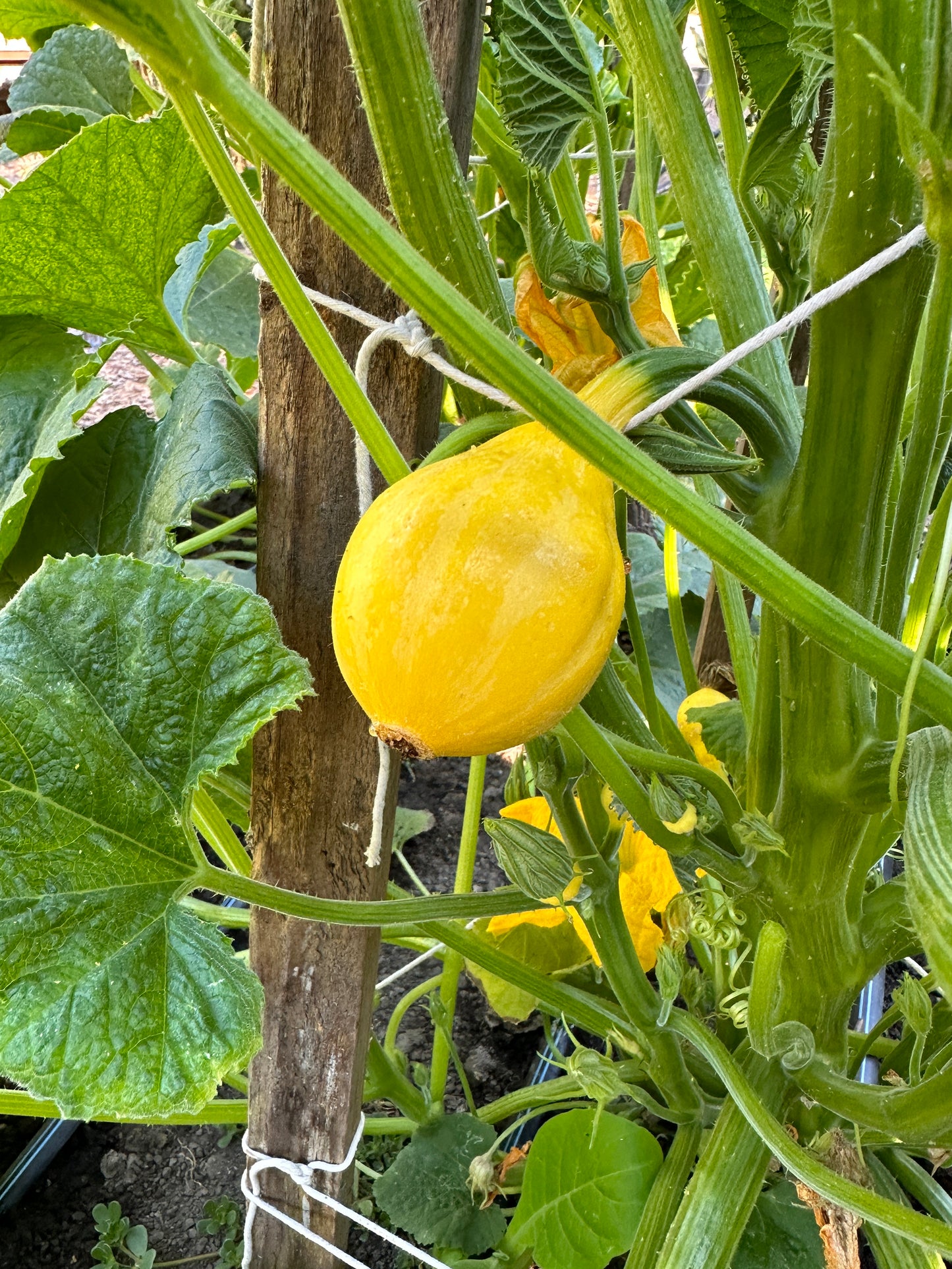 Little Lemon