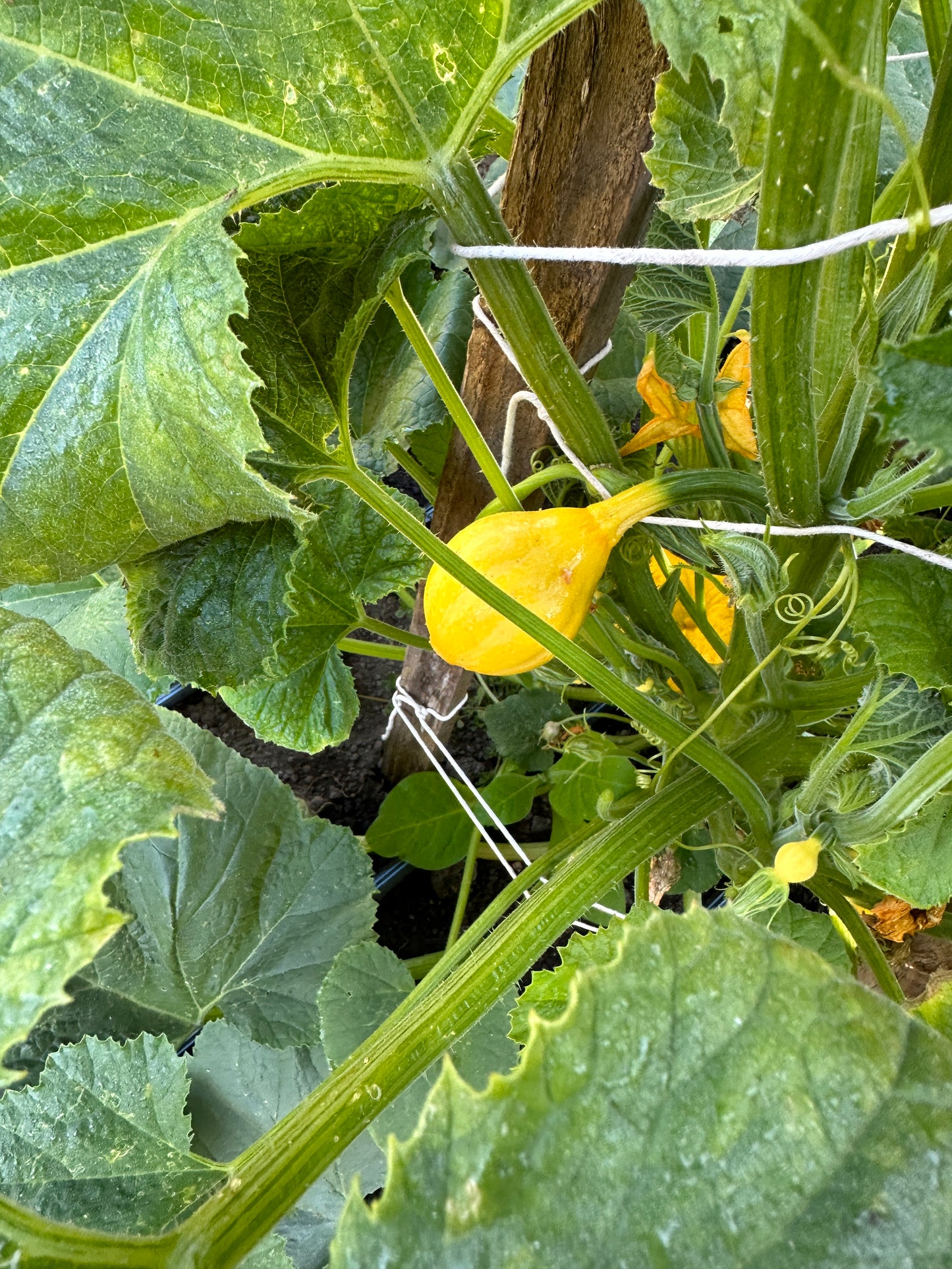 Little Lemon