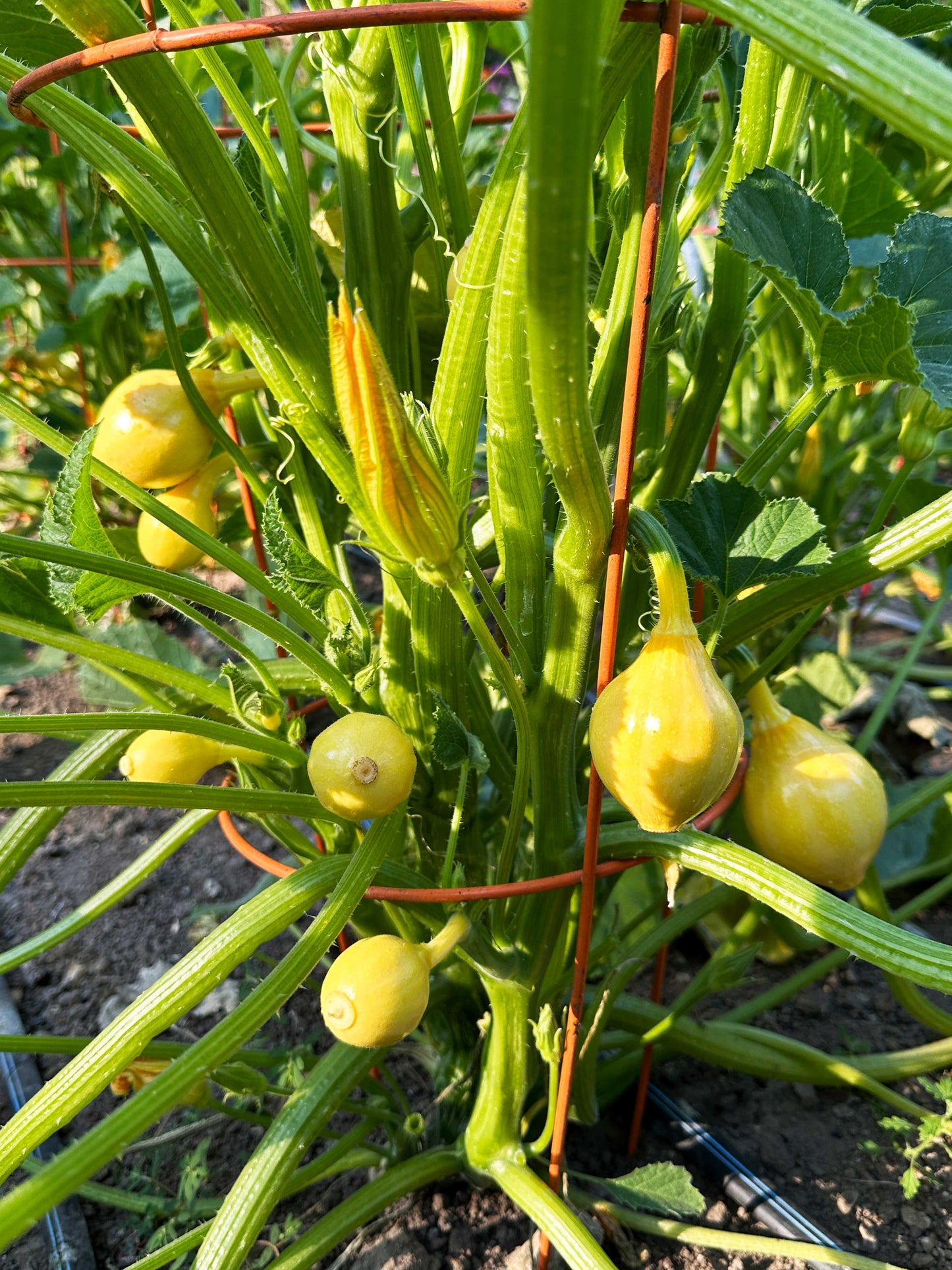 Little Lemon