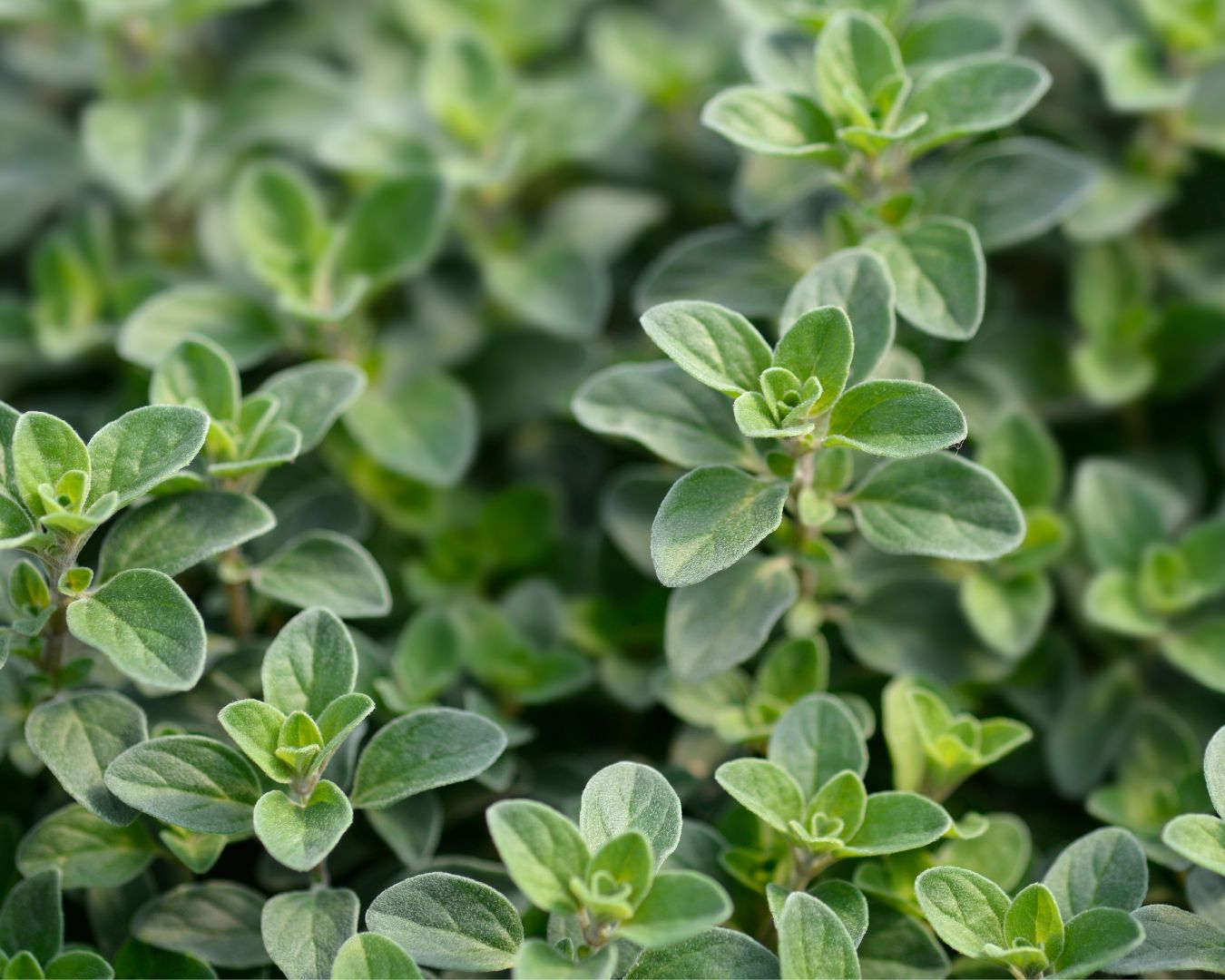 Heirloom Herbs - Sweet Marjoram