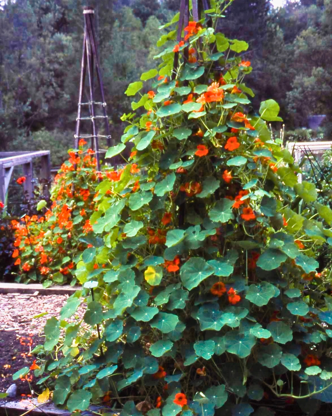 Nasturtiums - Spitfire - Climbing Nasturtiums