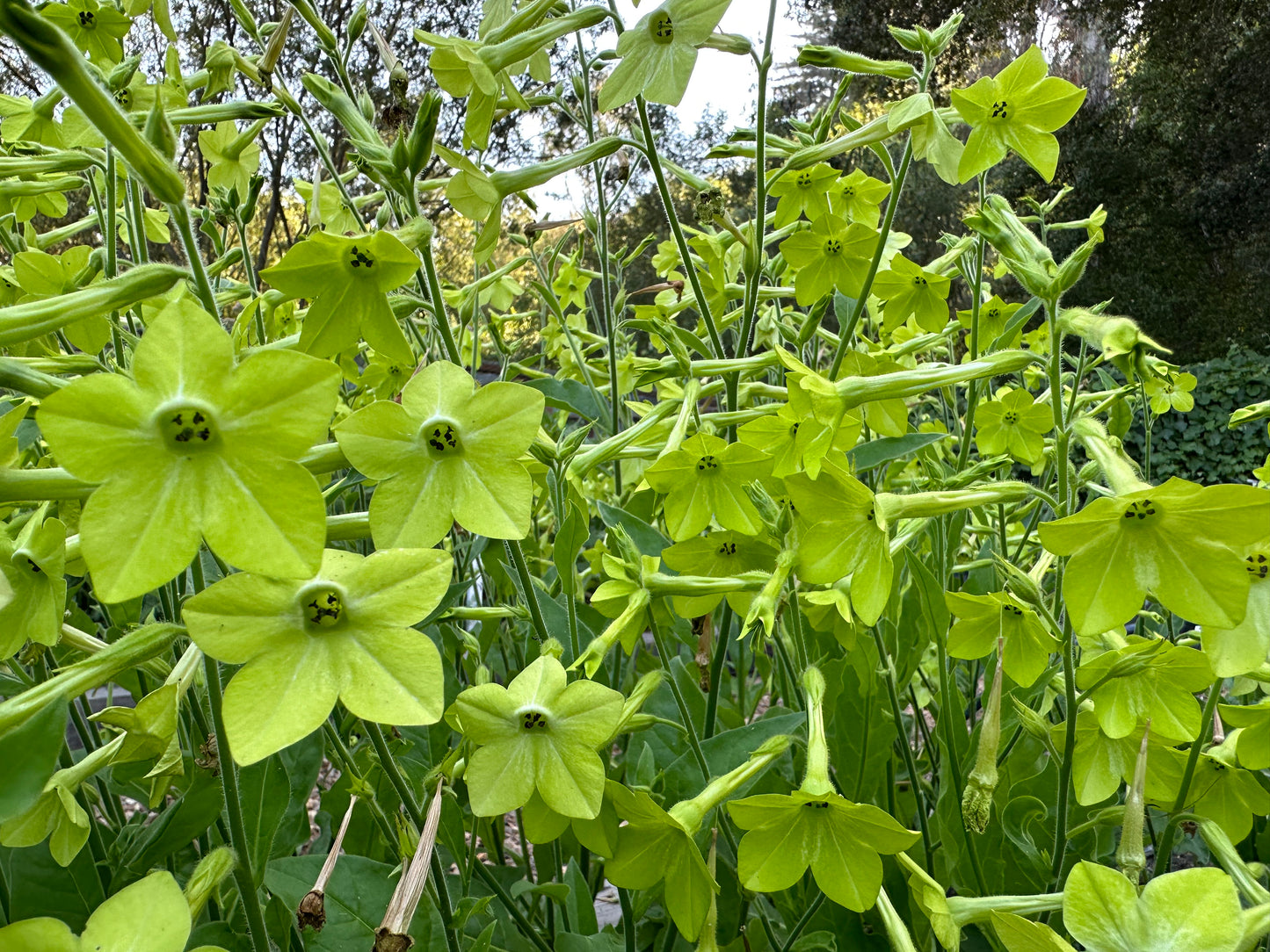 Nicotiana Lime Green