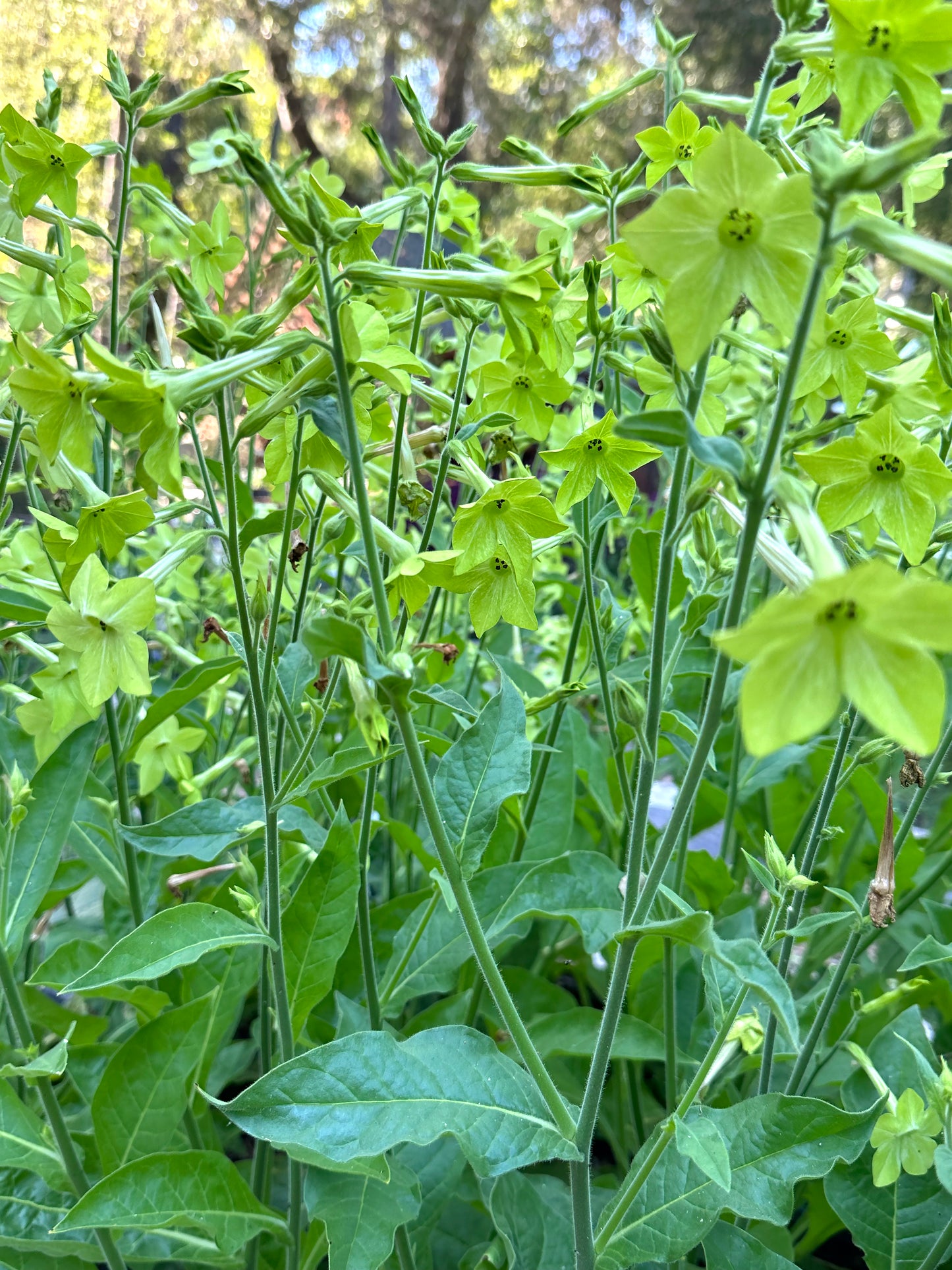 Nicotiana Lime Green