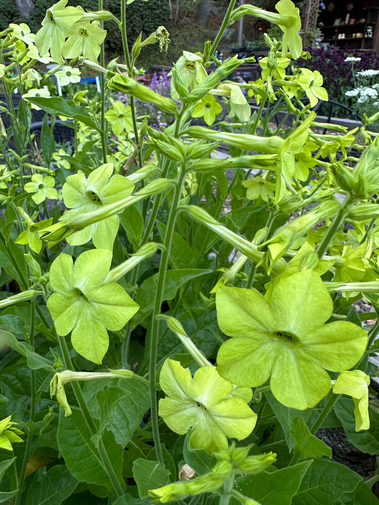 Nicotiana Lime Green