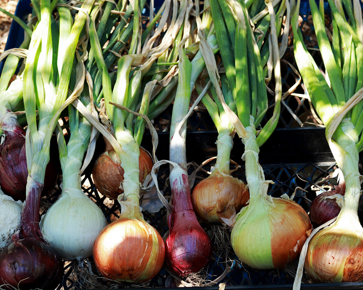 Long Keeping Onions - Rainbow Trio