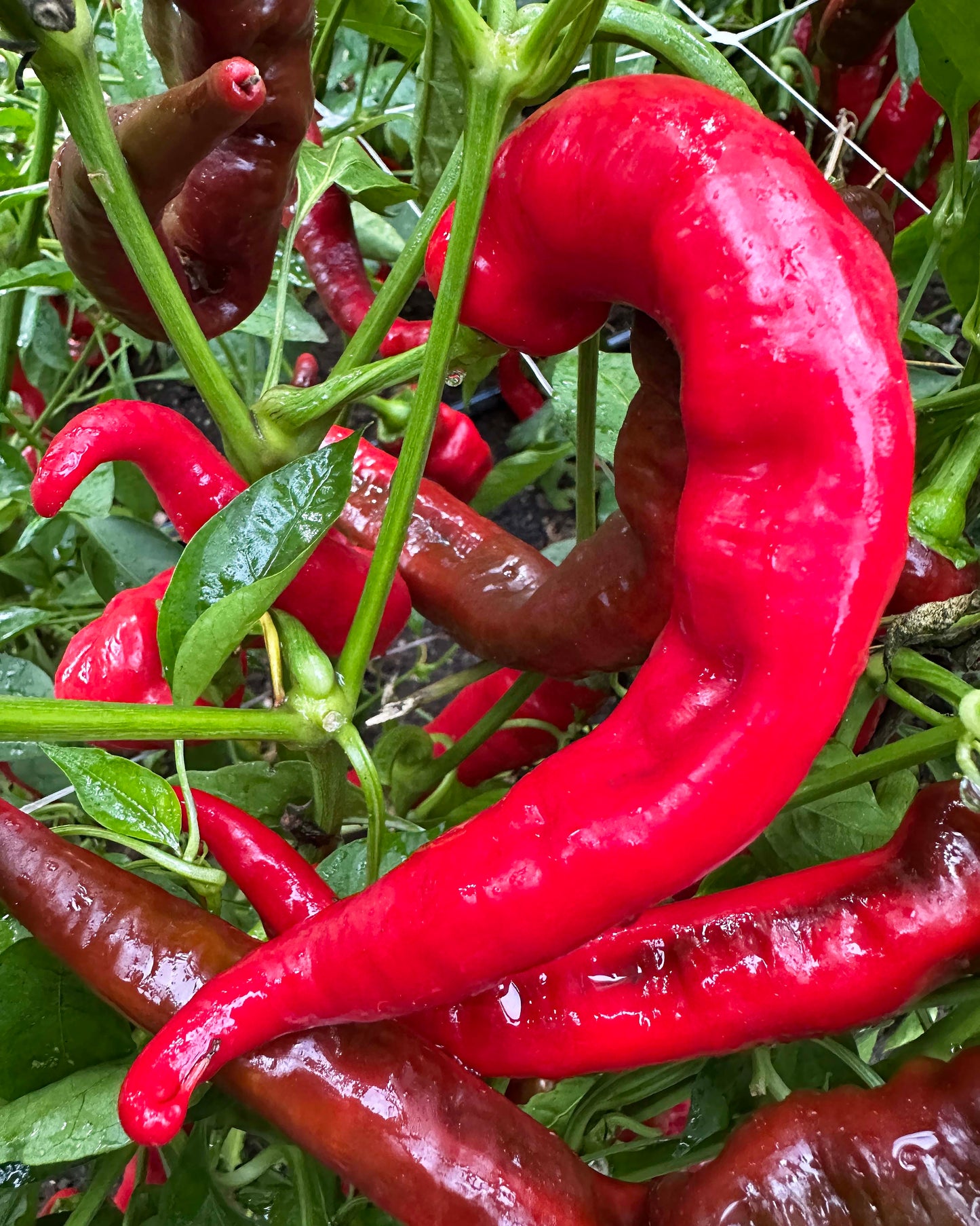 Italian Peppers - Jimmy Nardello Organic