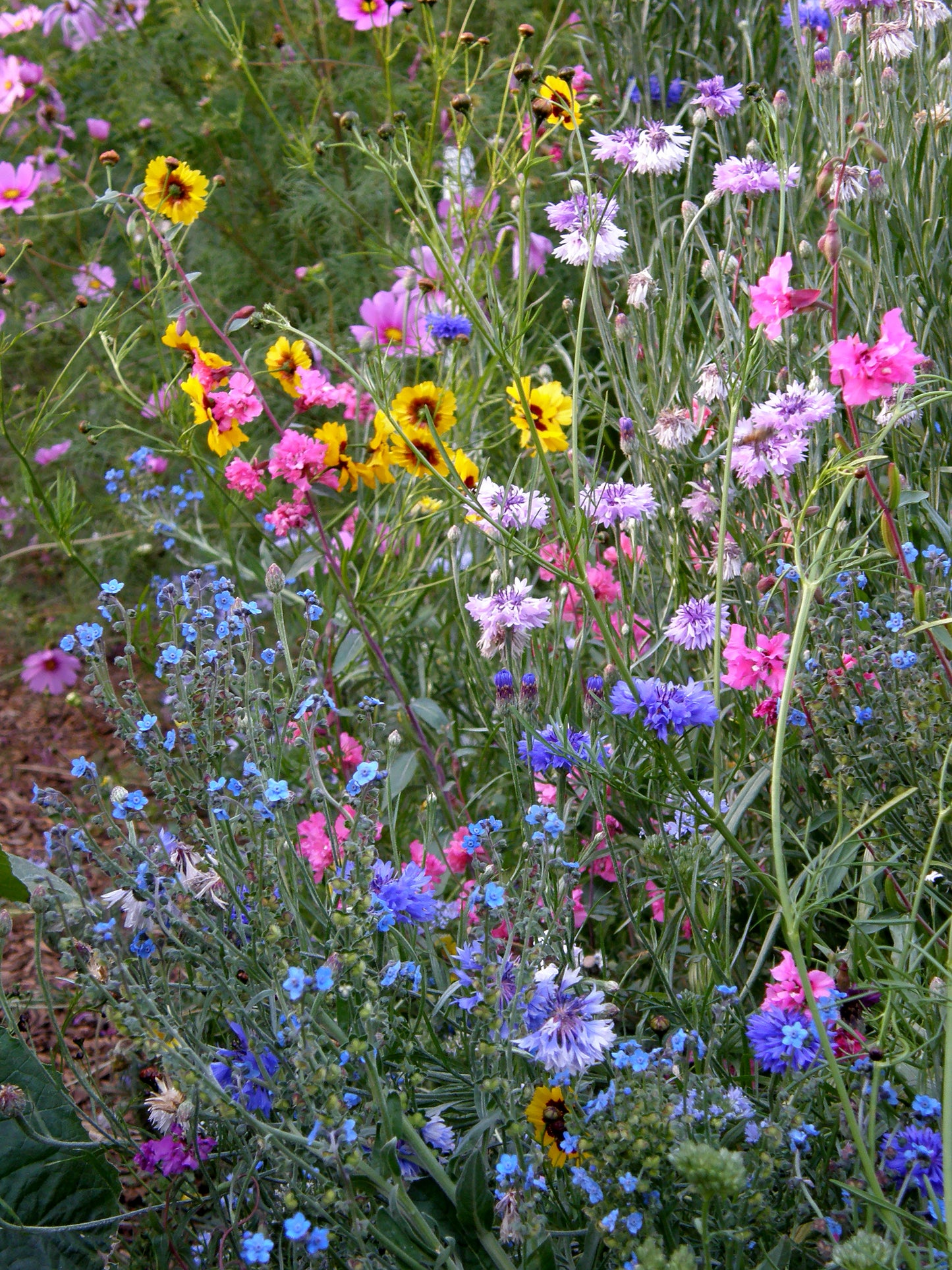 Flower Power for Nature’s Pollinators