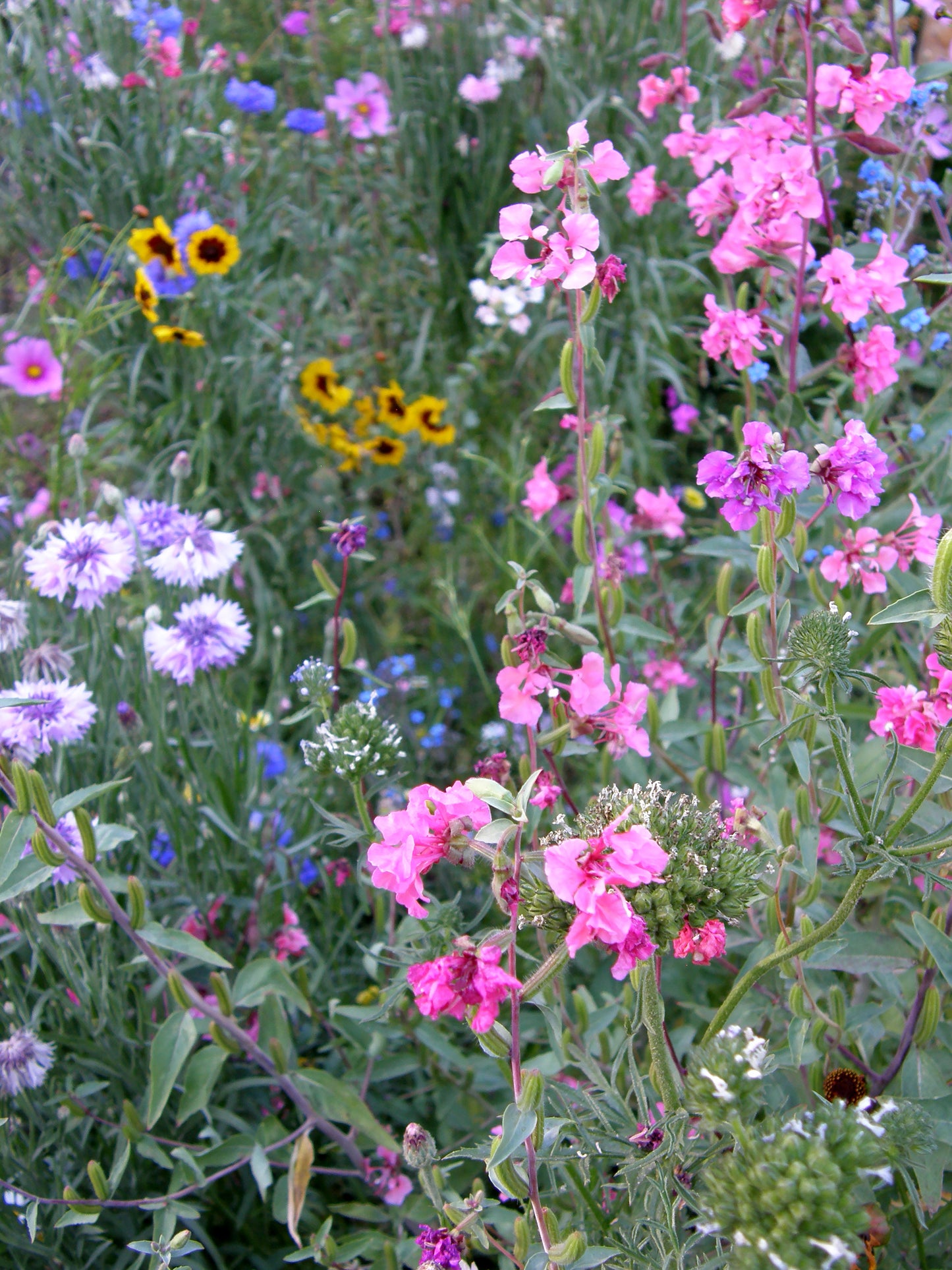 Flower Power for Nature’s Pollinators