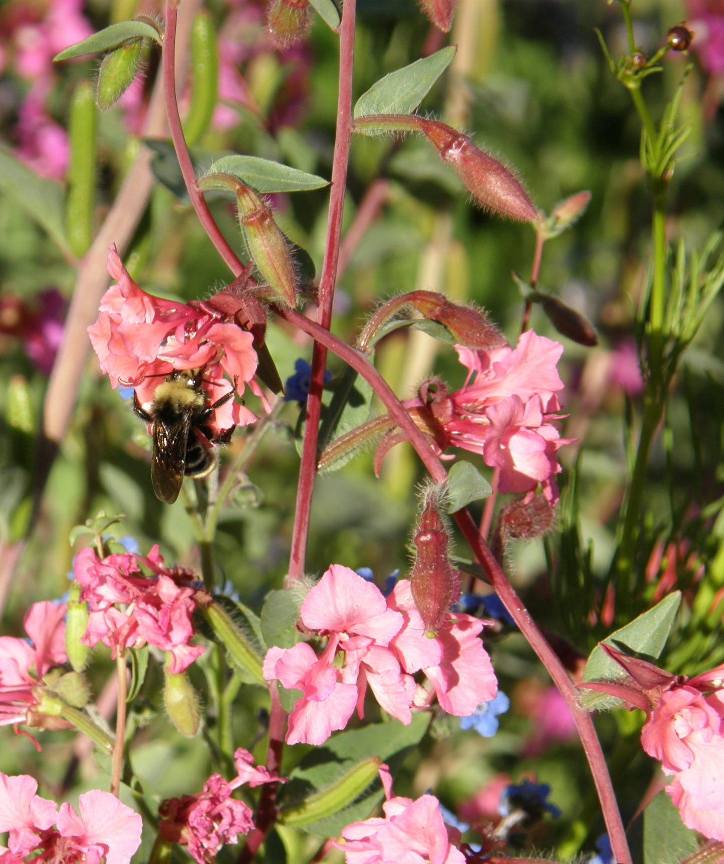 Flower Power for Nature’s Pollinators