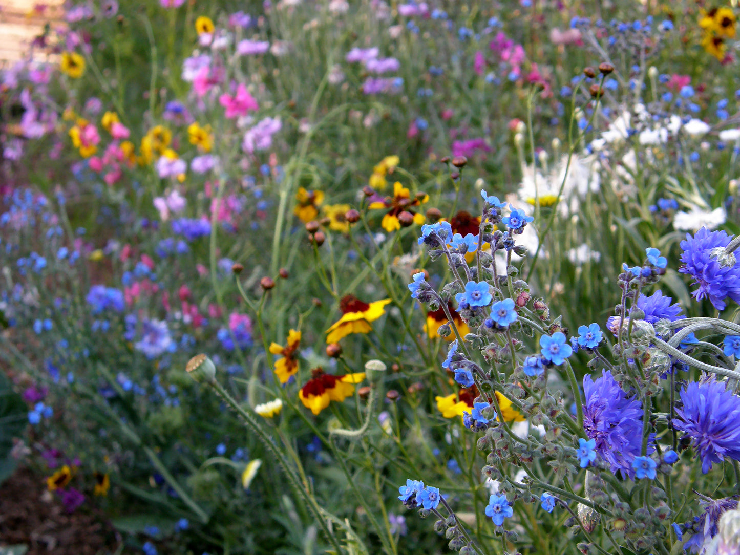 Flower Power for Nature’s Pollinators