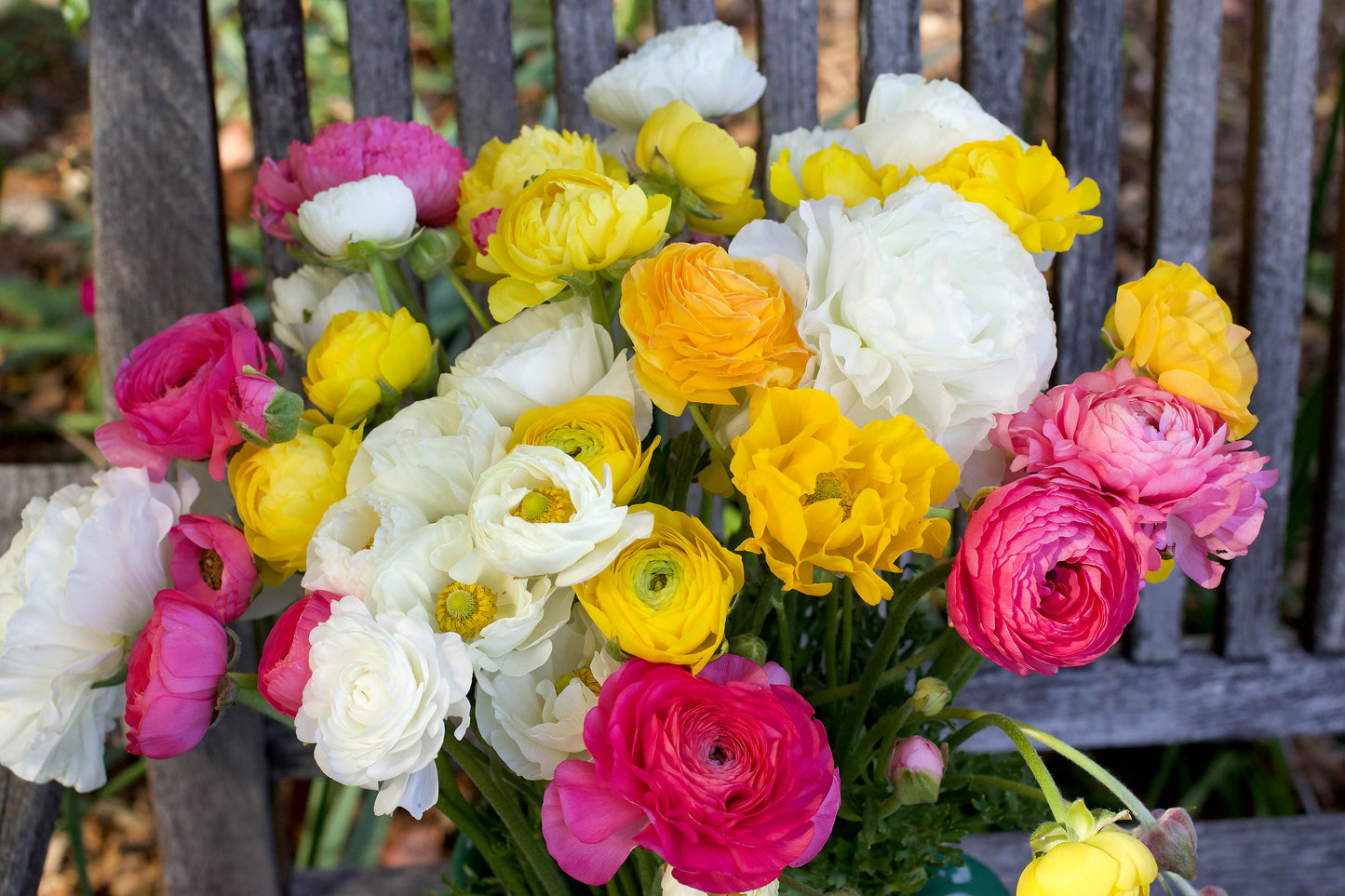 Jumbo Spring Joy