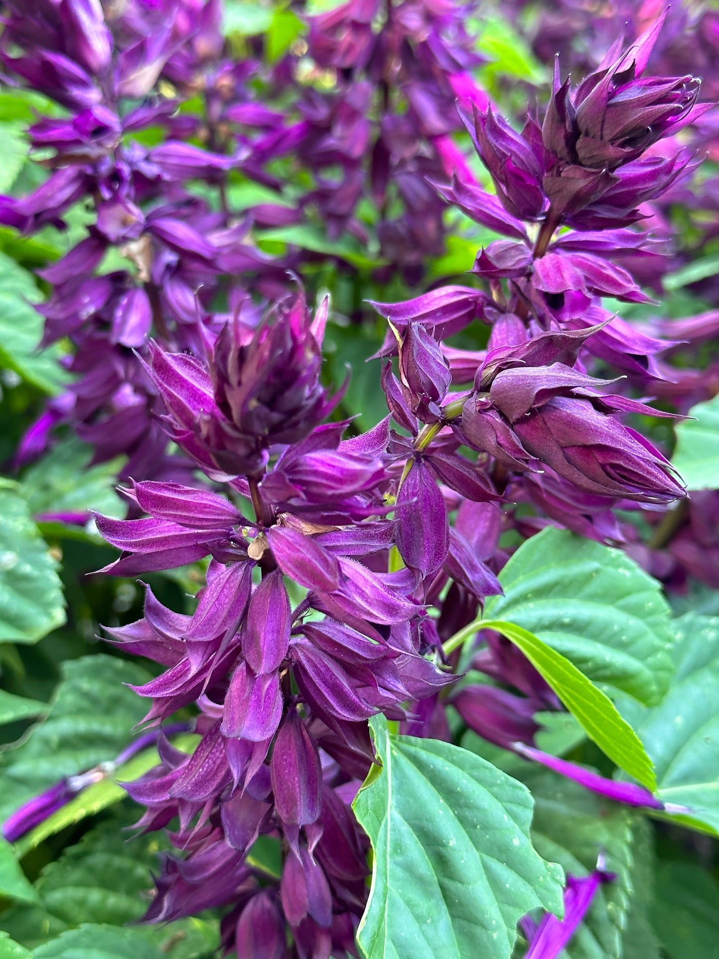 Estella Purple