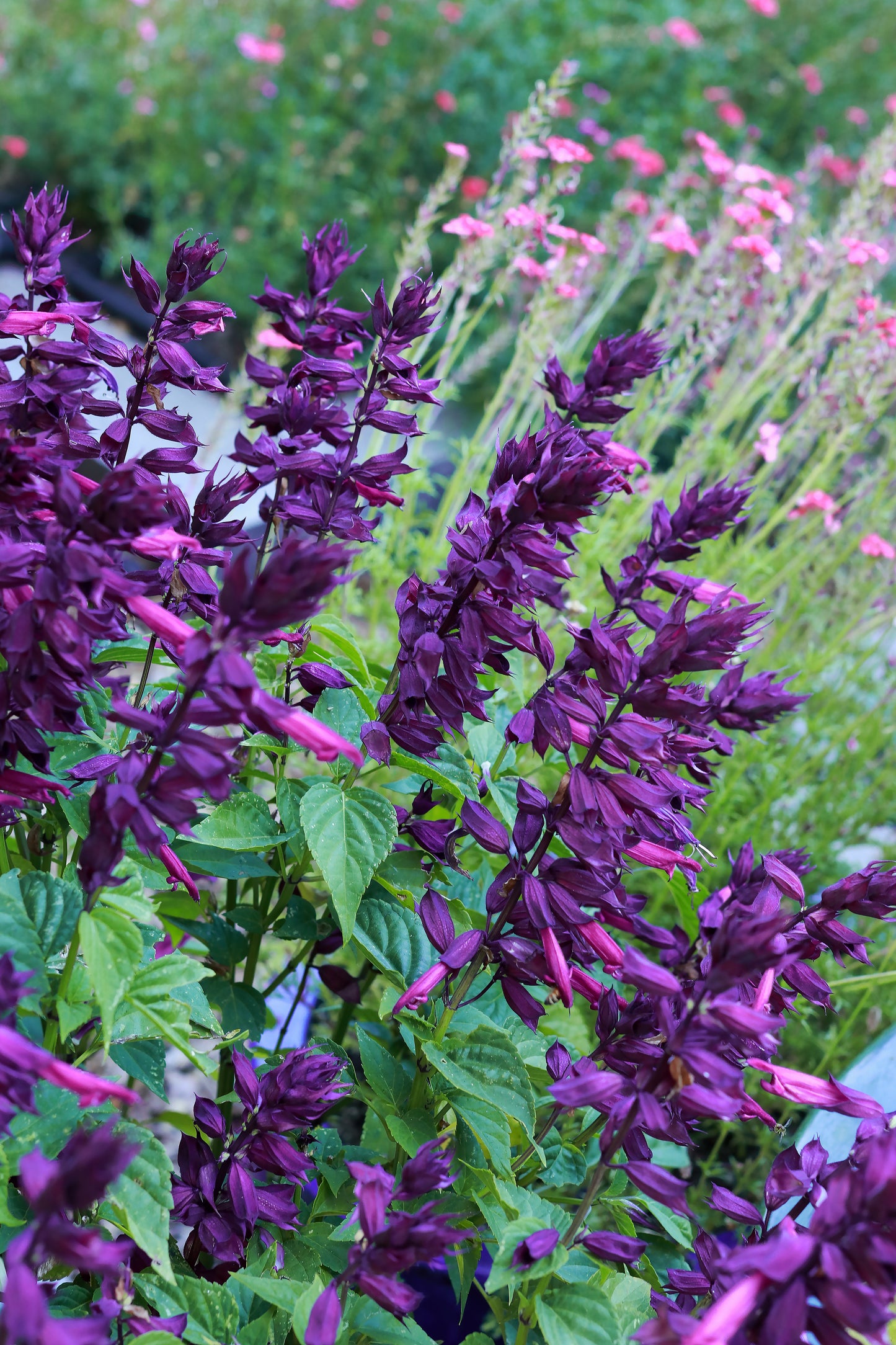 Estella Purple