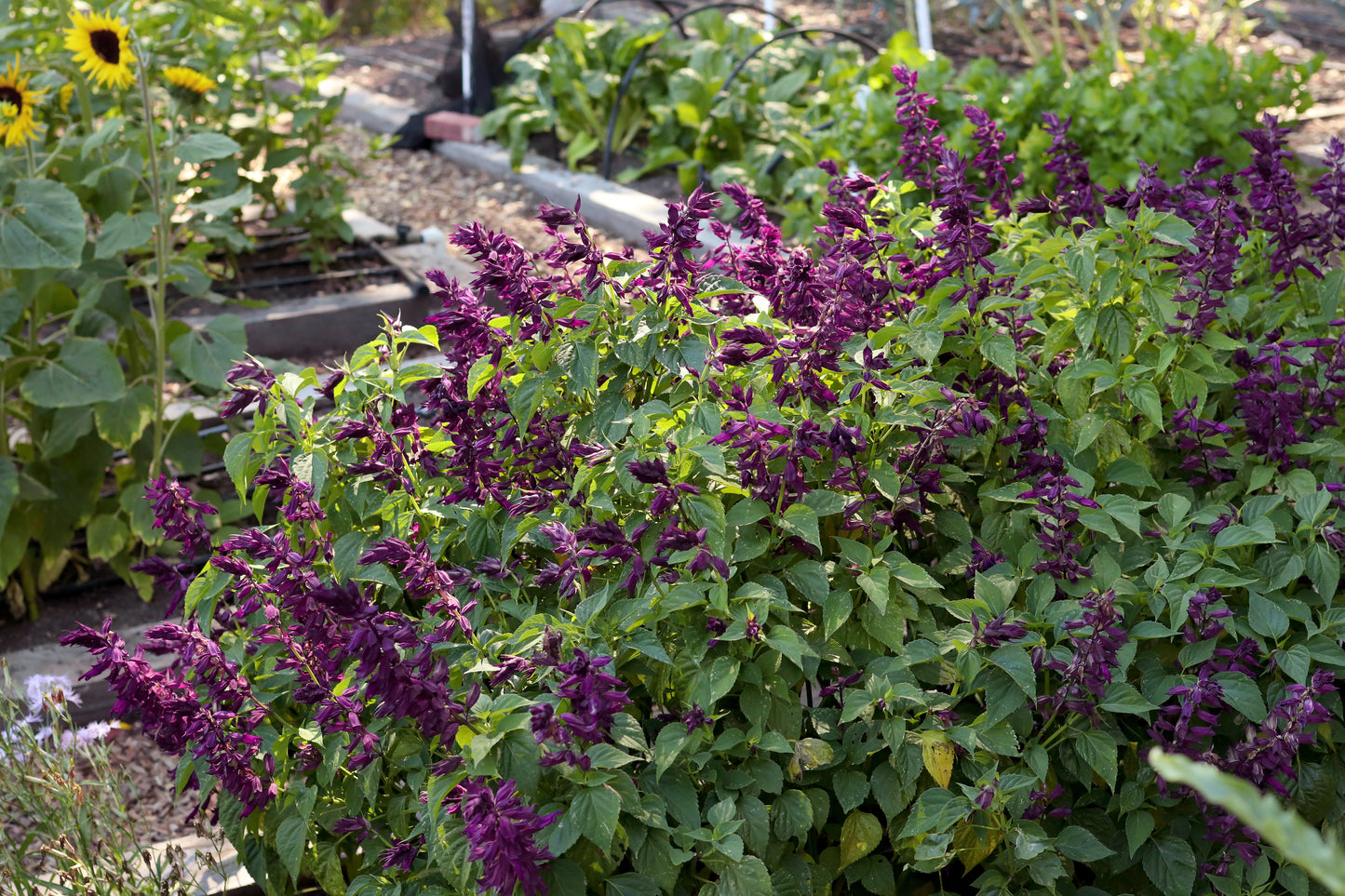 Estella Purple