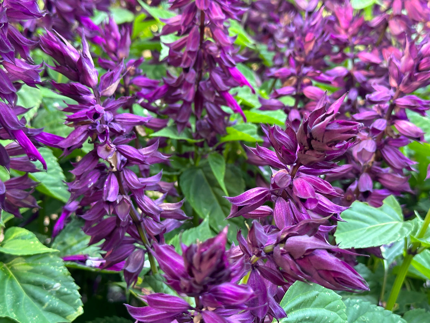 Estella Purple