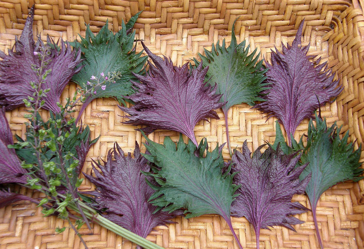 Shiso - Bicolored Shiso - Ornamental Edibles