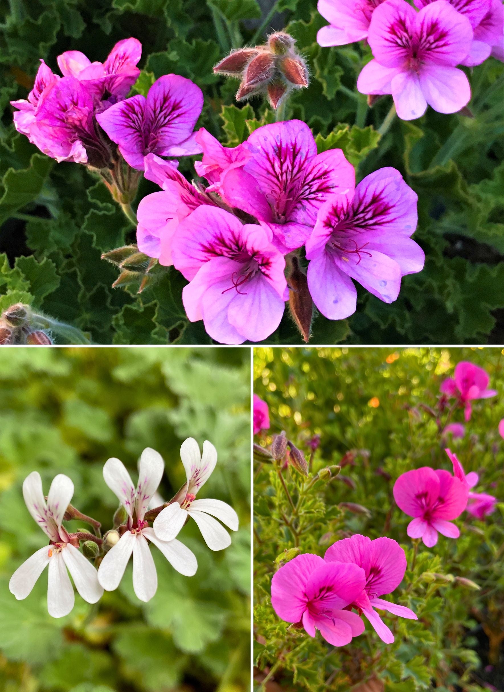 scented geranium seeds Scented Geraniums