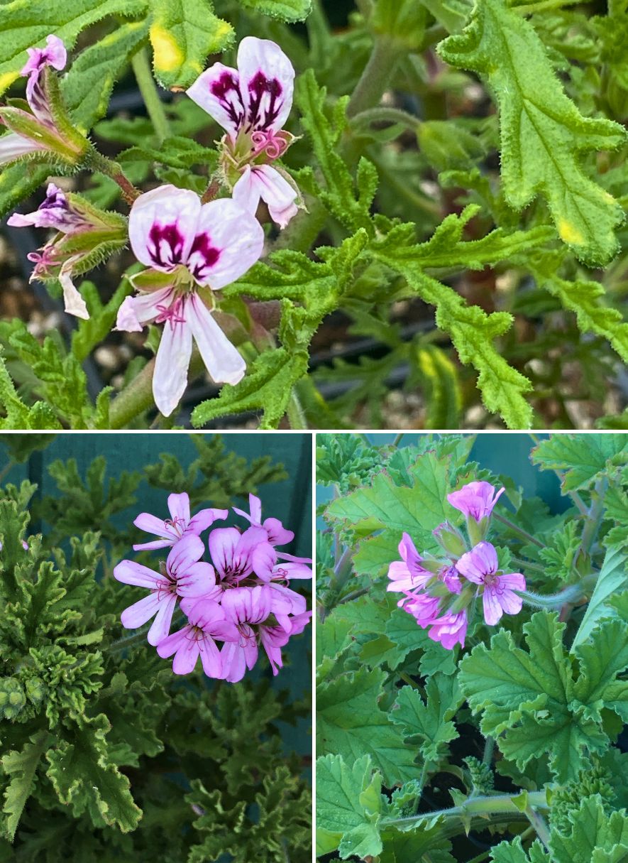 rose scented geranium seeds Scented Geraniums