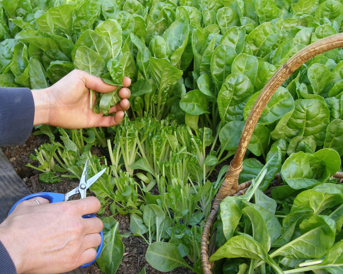 Tender Chard - Special Baby Leaf