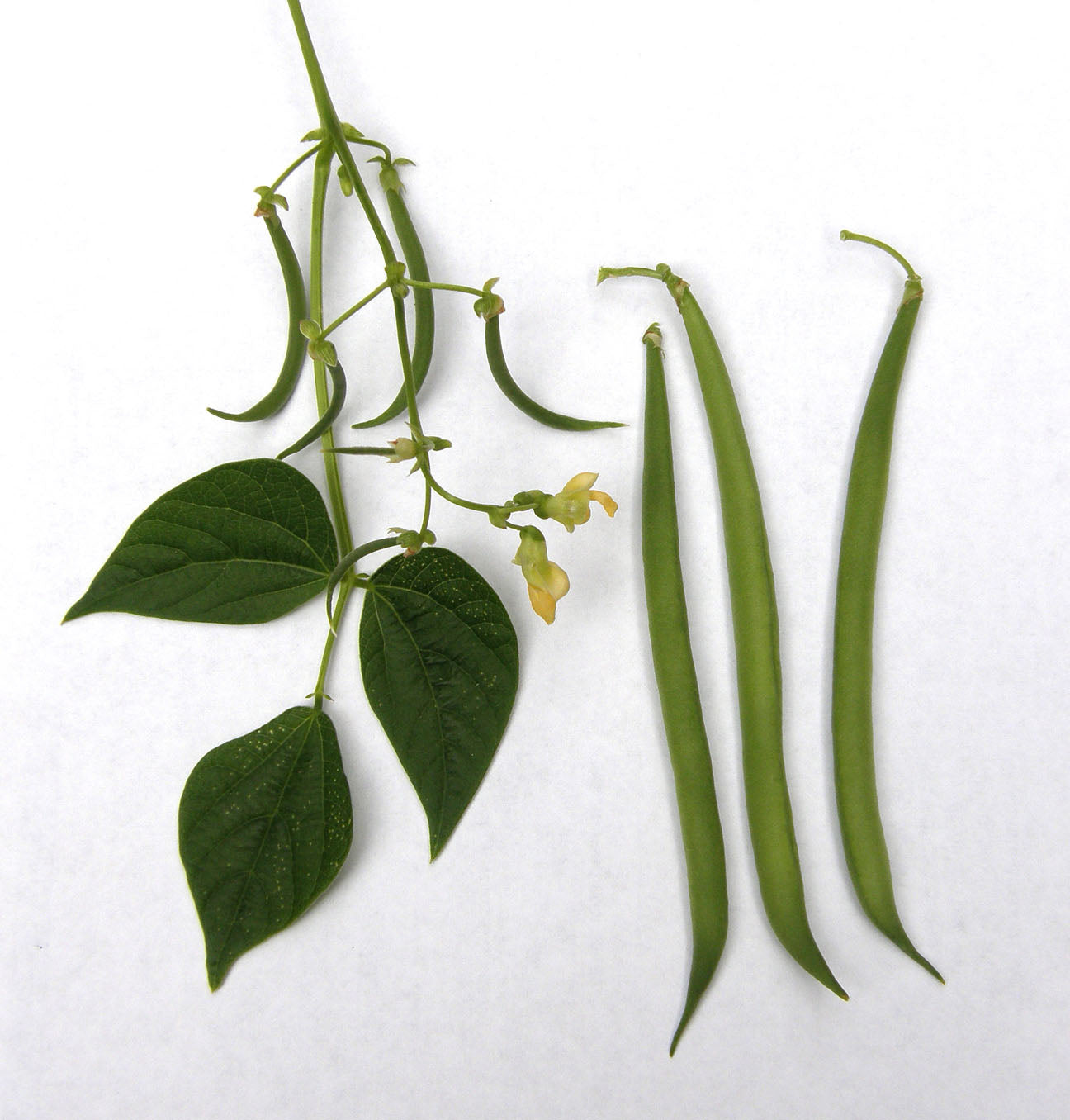 Beans - French Mascotte - Container Bush Beans