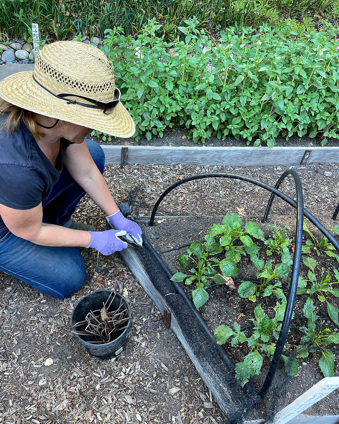 bird netting for potted plants Bird X Netting: Critical Seedling Protection