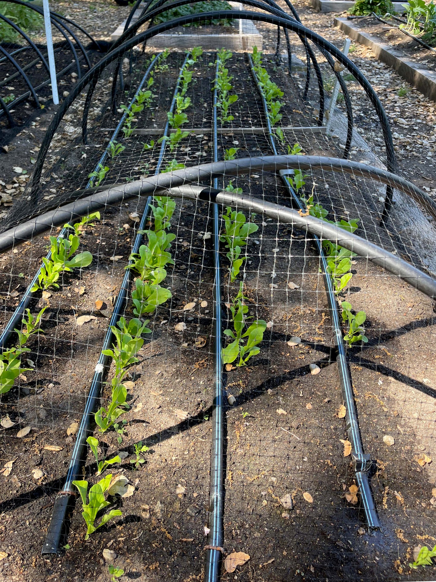 Bird X Netting: Critical Seedling Protection