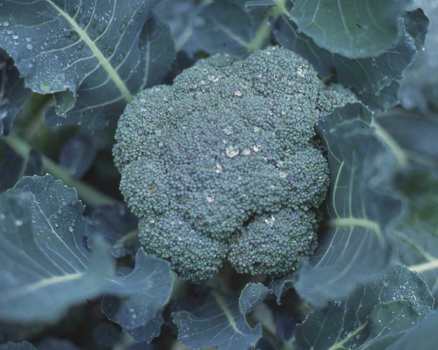 Long Harvest Broccoli - All Season Blend