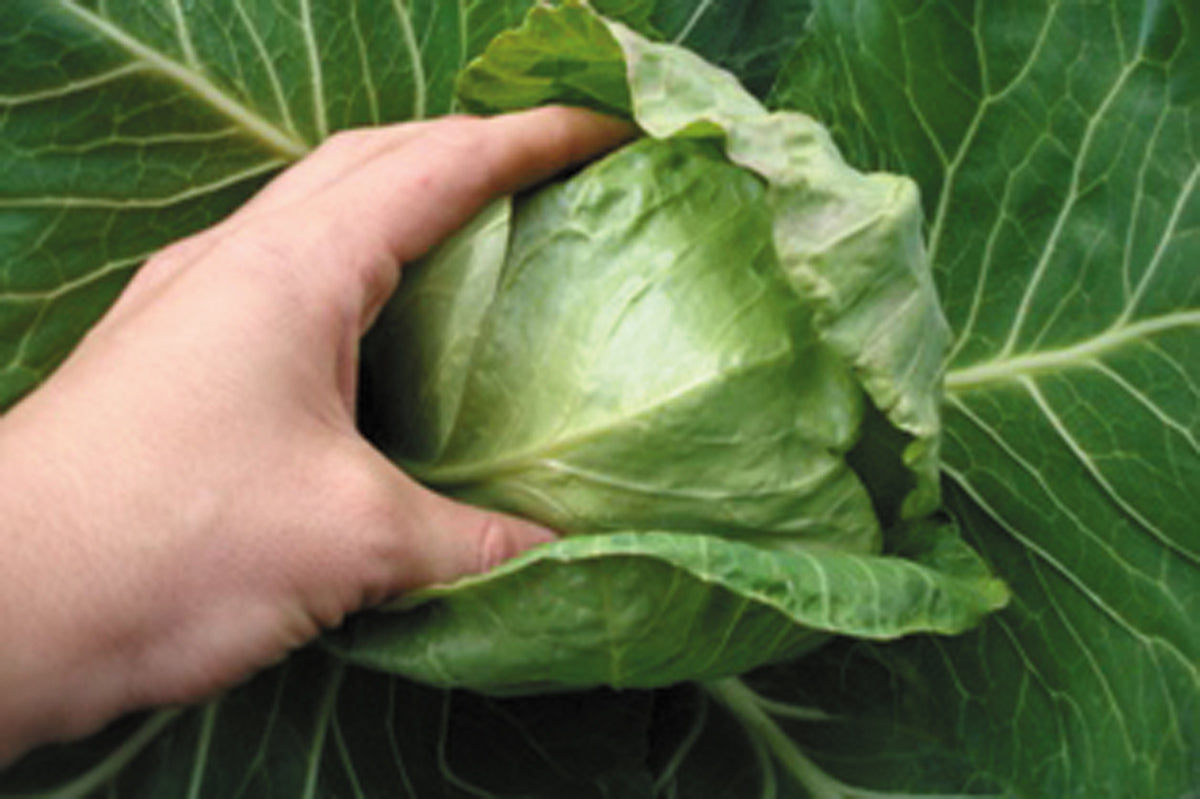 Cabbage - Pixie - Baby Cabbage