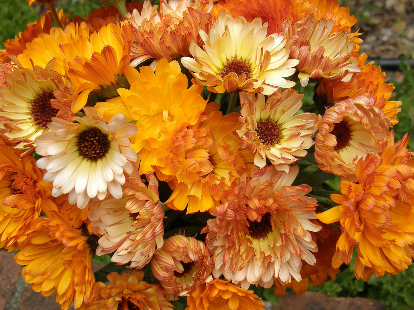 Flashback Calendula