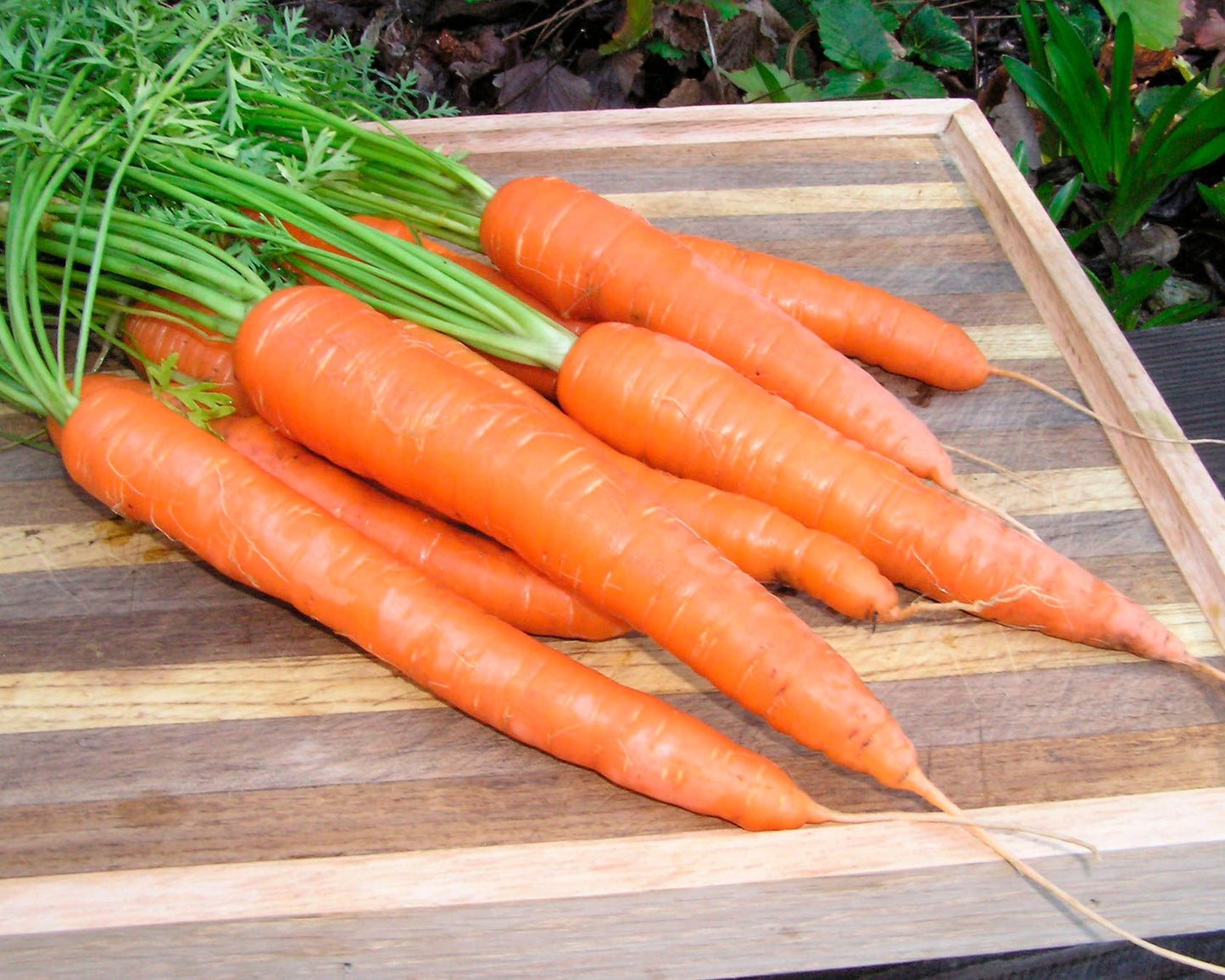 Long Sweet Carrots - King Midas